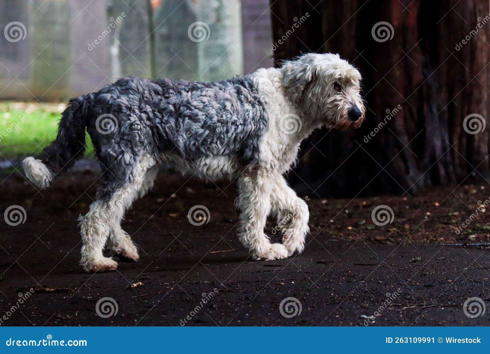 Old English Sheepdog Walking Towards The Camera In A Field Stock Photo,  Picture and Royalty Free Image. Image 195591118.