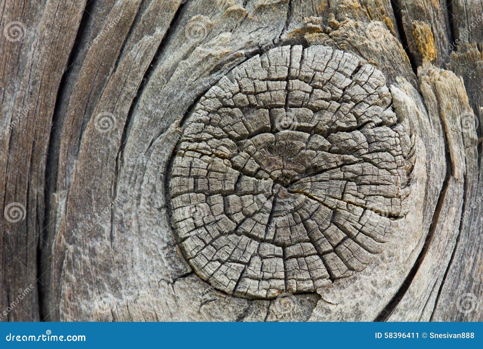 Closeup of old wooden knot stock image. Image of dried 58396411