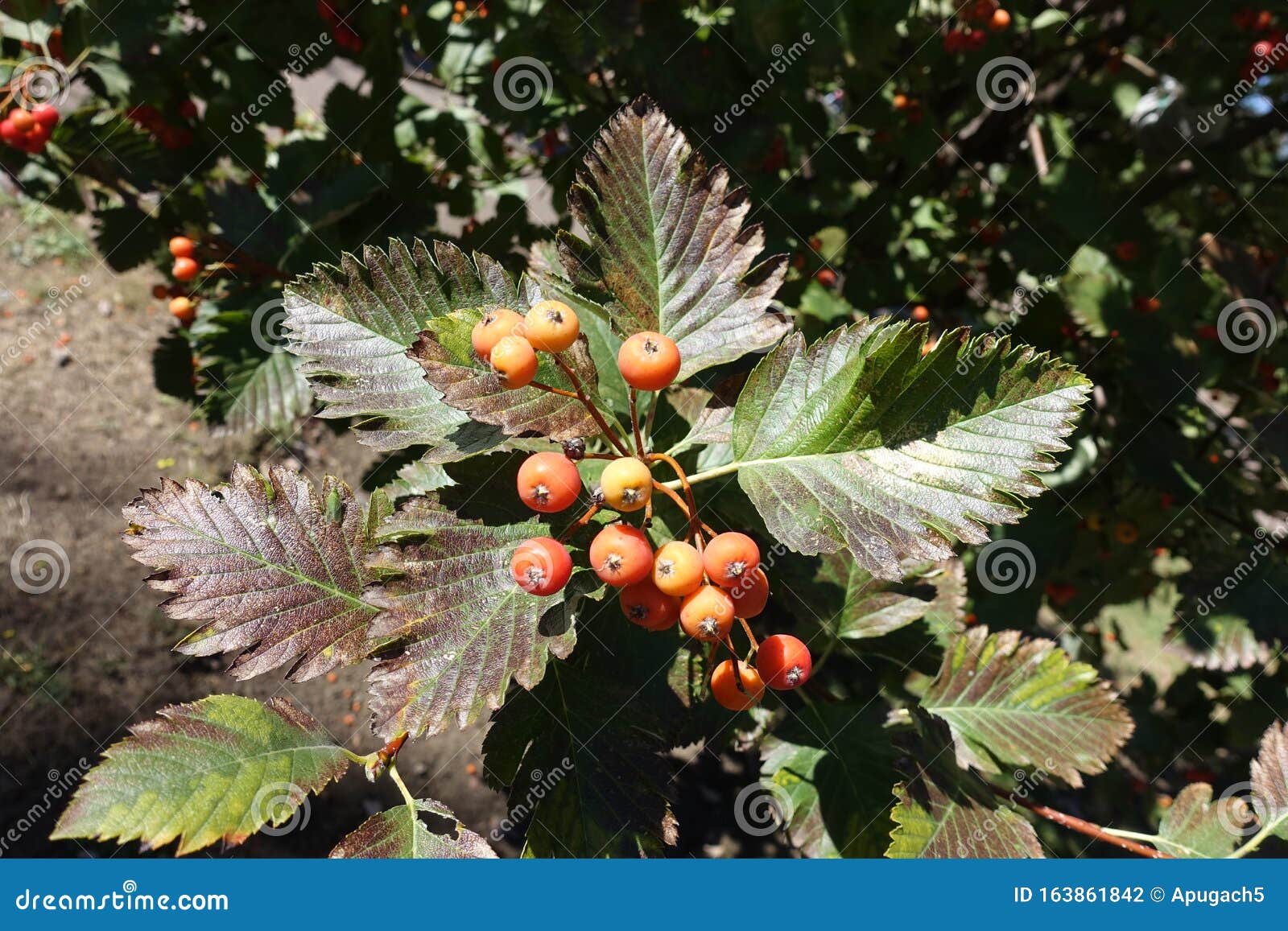 closeup of orange berries of sorbus aria in september