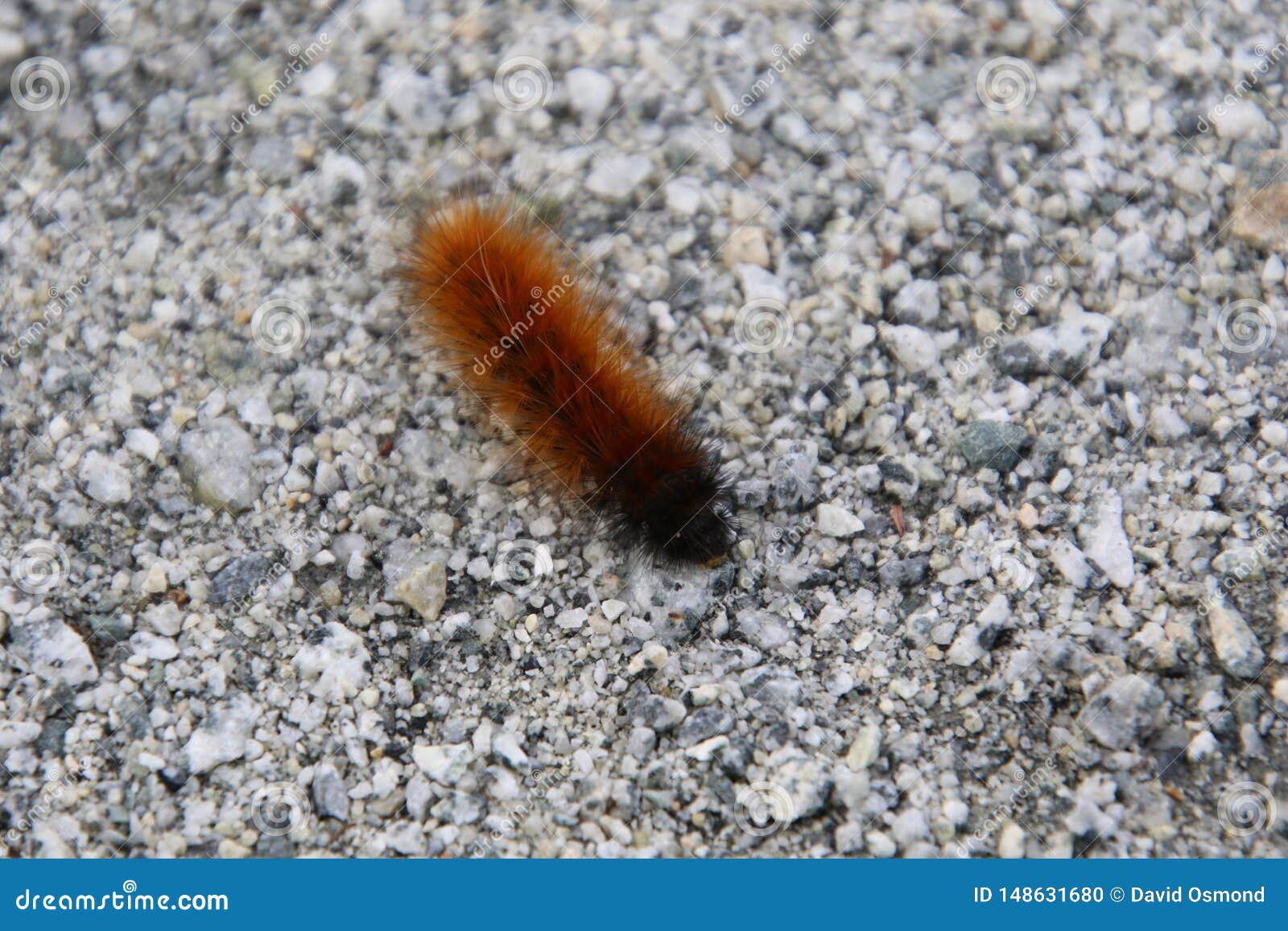 A Closeup Of An Orange And Black Fuzzy Caterpillar Stock Photo Image Of Nature Natural
