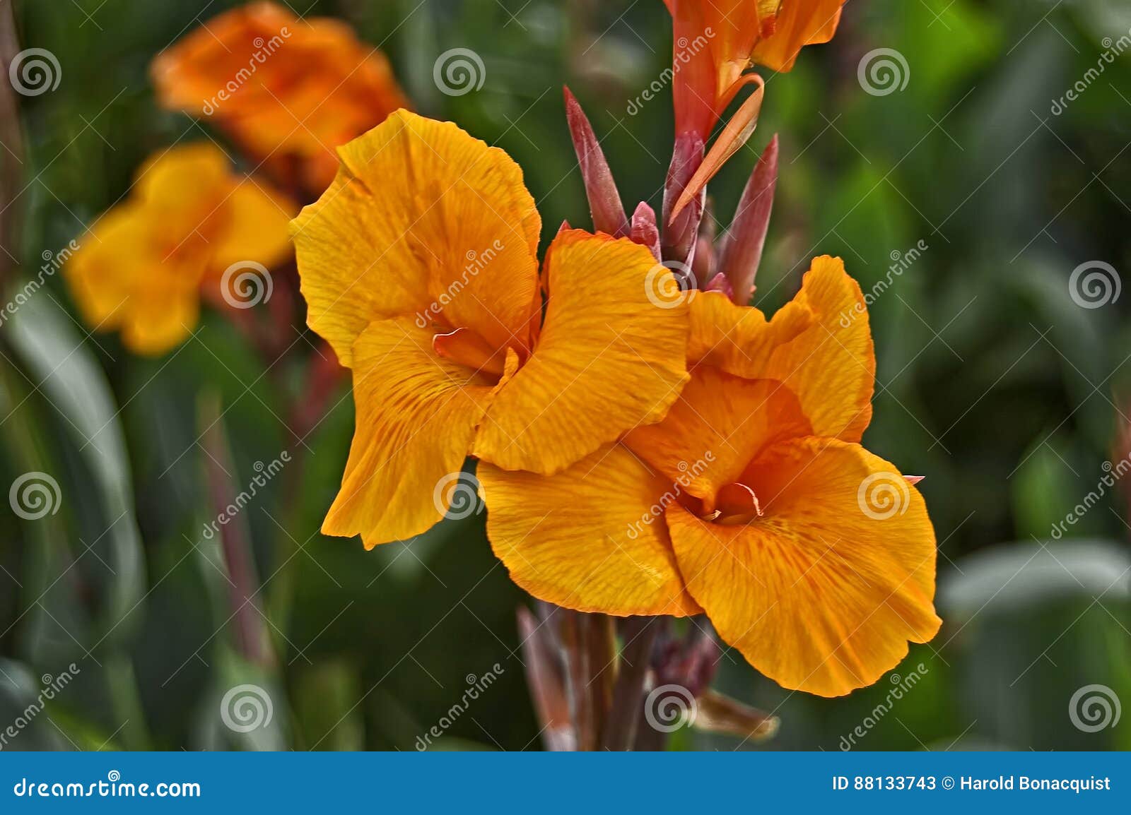 2,801 Orange Canna Stock Photos - Free & Royalty-Free Stock Photos from  Dreamstime