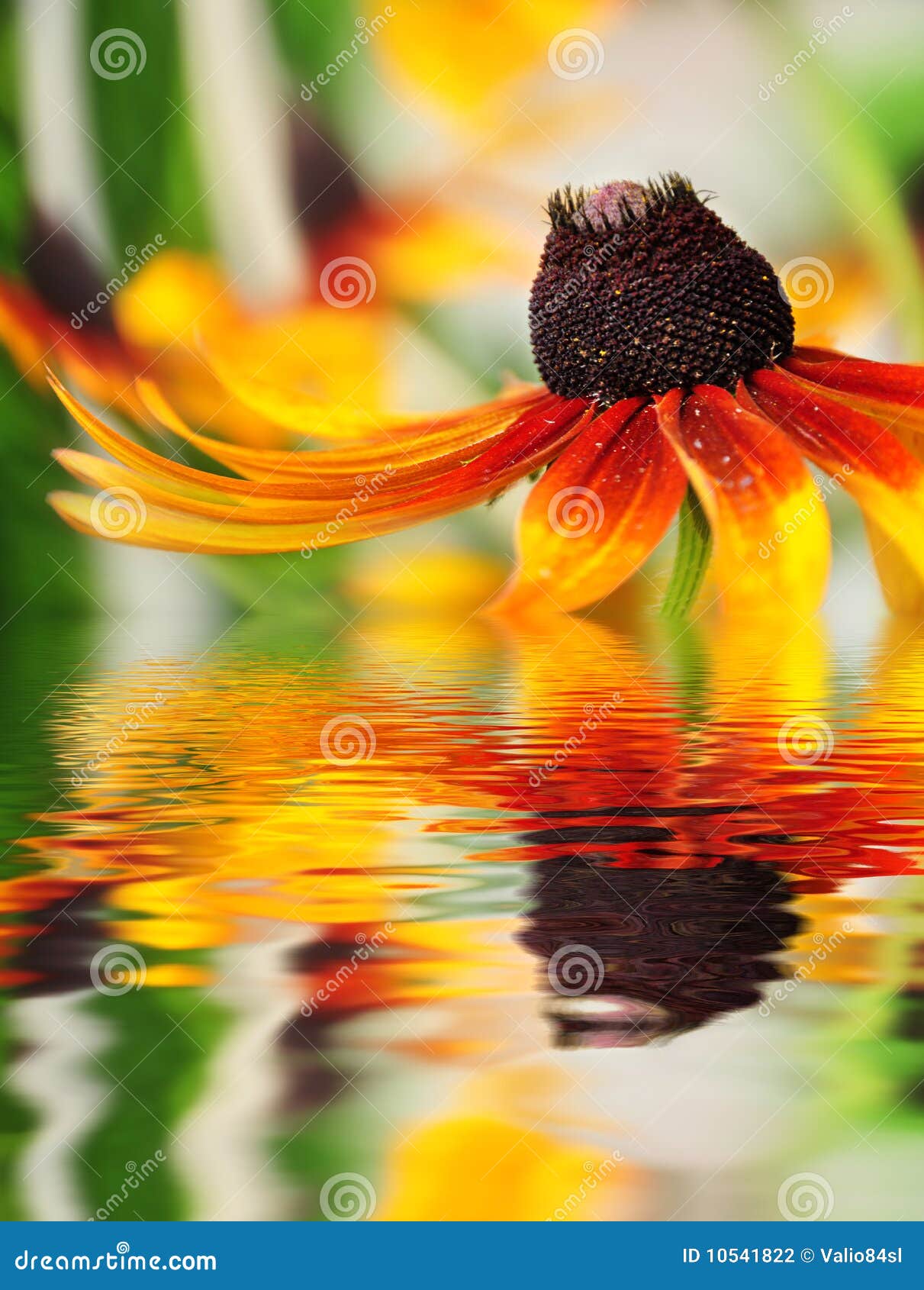 Closeup of Orange Flower Reflected in the Water Stock Photo Image of
