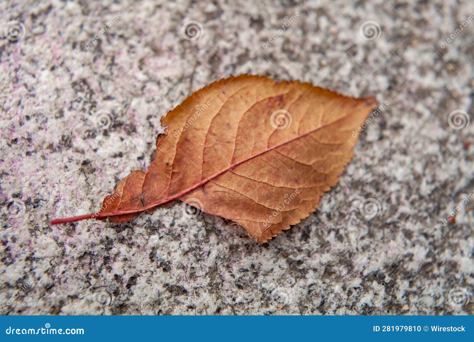 Closeup of an Orange Leaf on the Sidewalk. Stock Photo Image of