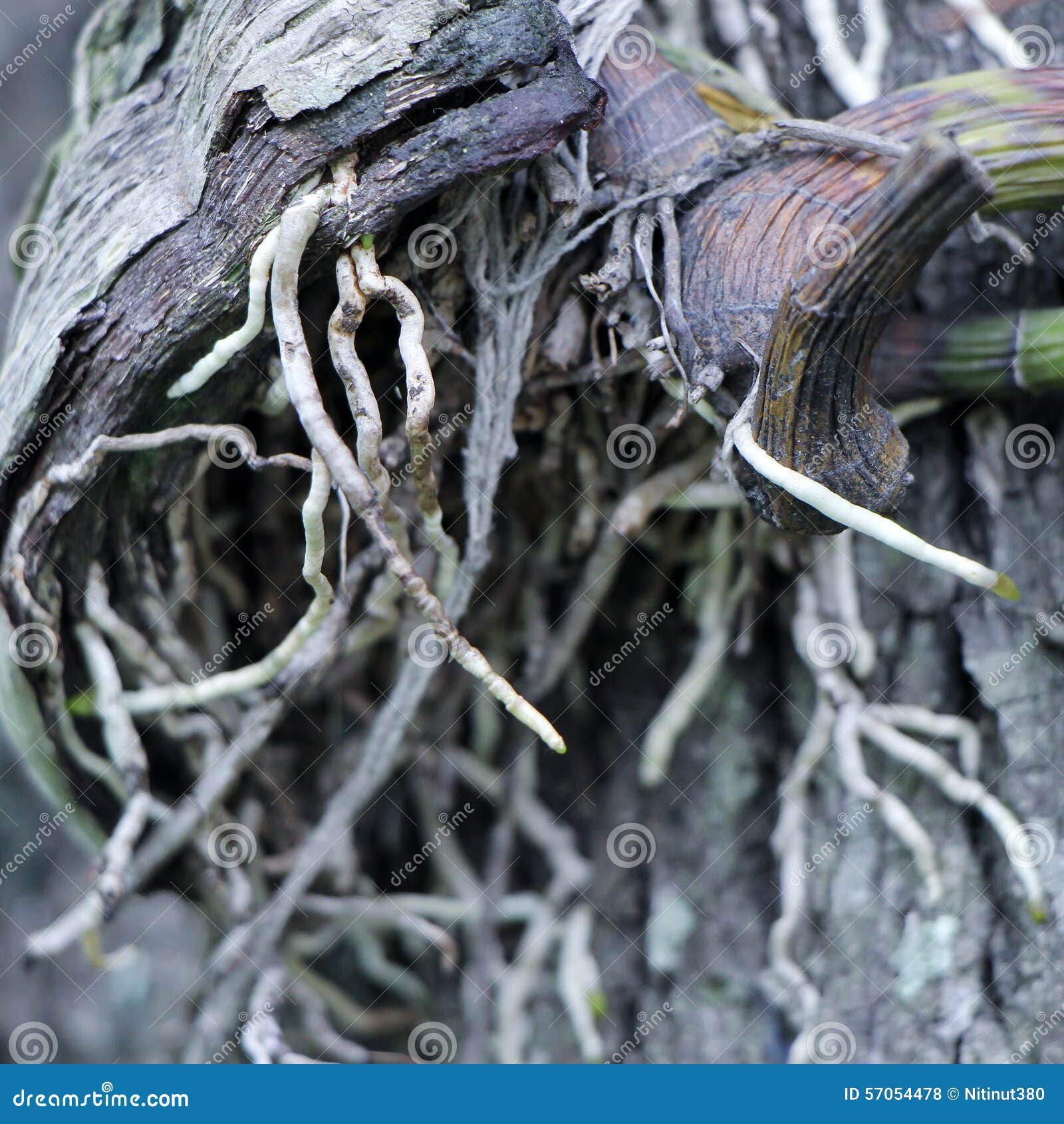Closeup of Orchid Flower Root. Stock Photo Image of flora, tree 57054478