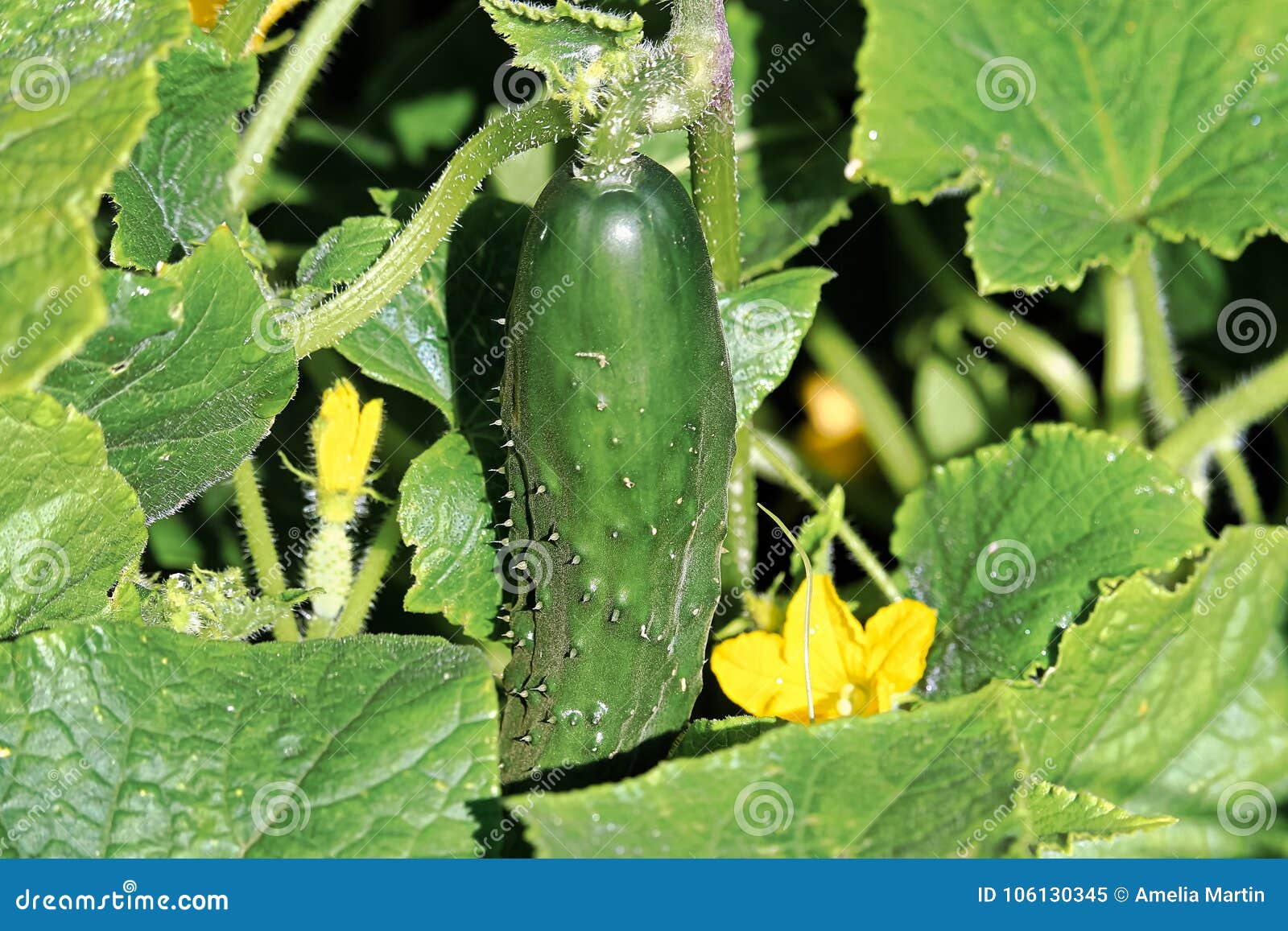 Closeup of an Organic Cucumber Growing in the Field Stock Image Image of cornichons