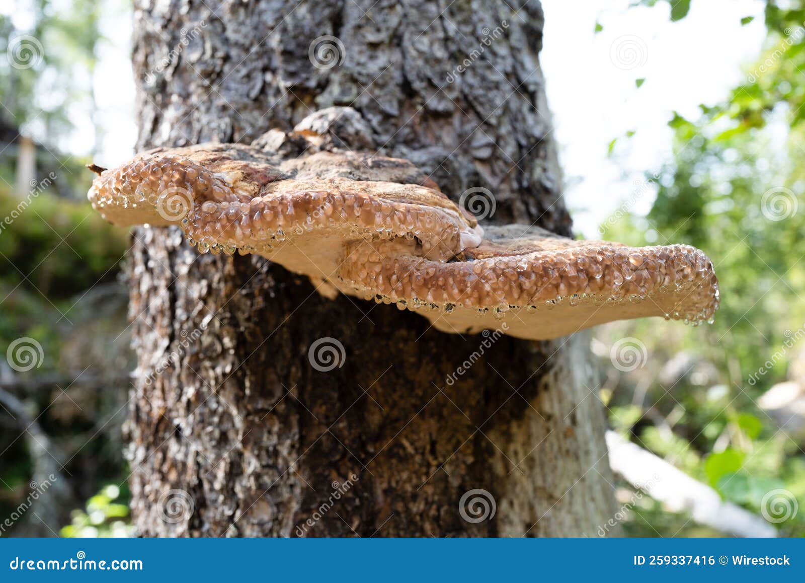 Closeup of an Overgrown Mushroom on a Tree Bark Stock Photo Image of