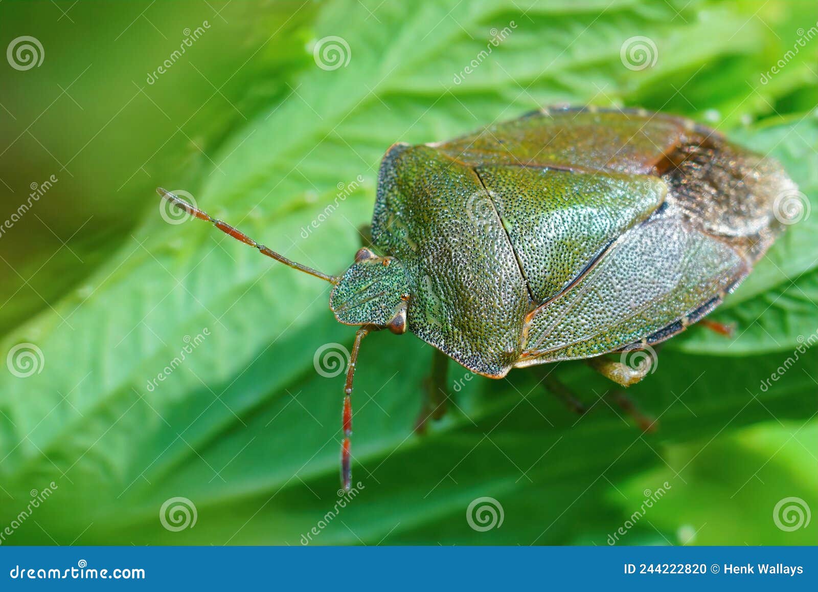 closeup on an overwintering green shieldbug, palomena prasina, hdiding in the vegetation
