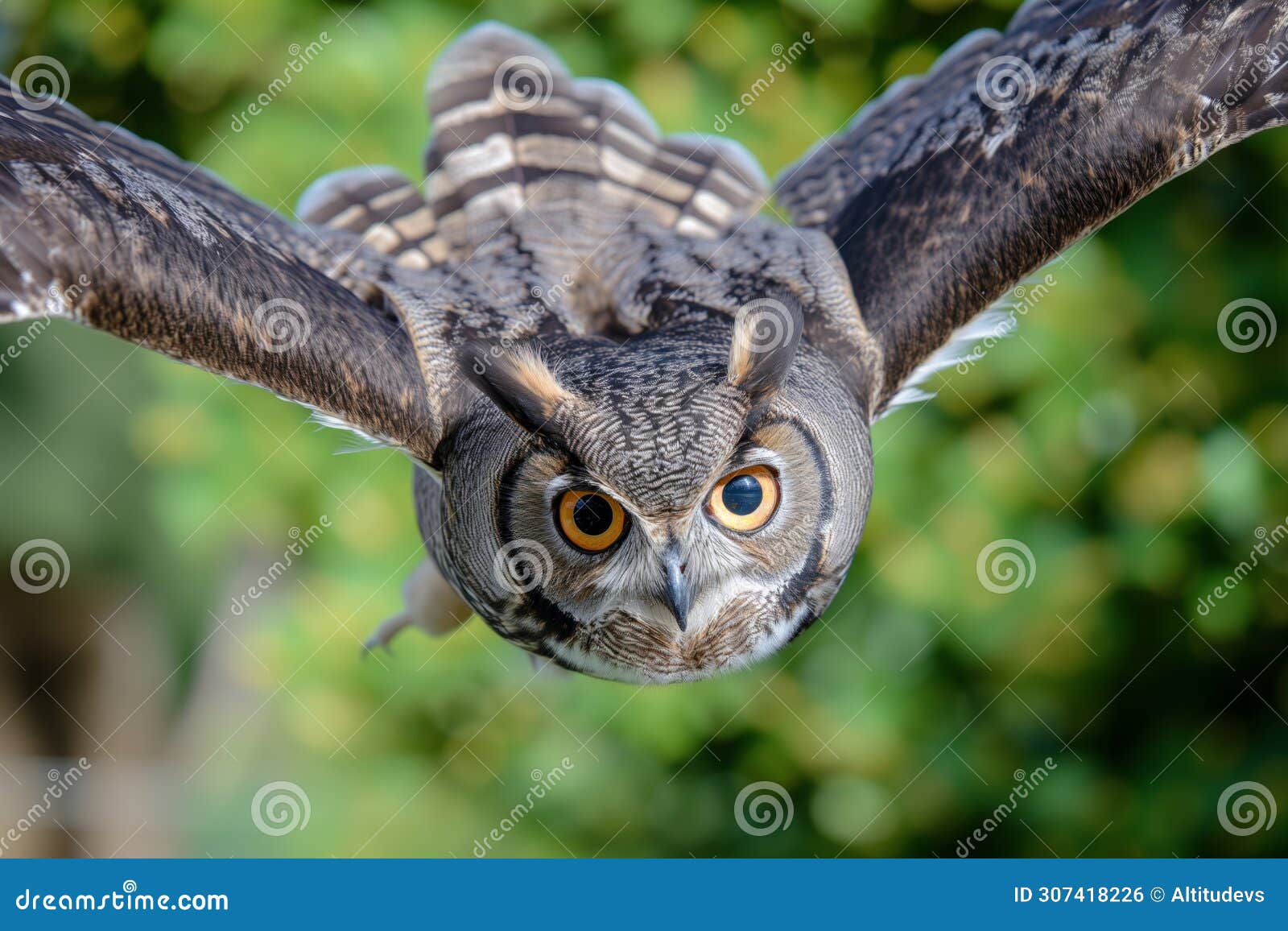 closeup, owl wings spread, eyes focused forward, midflight