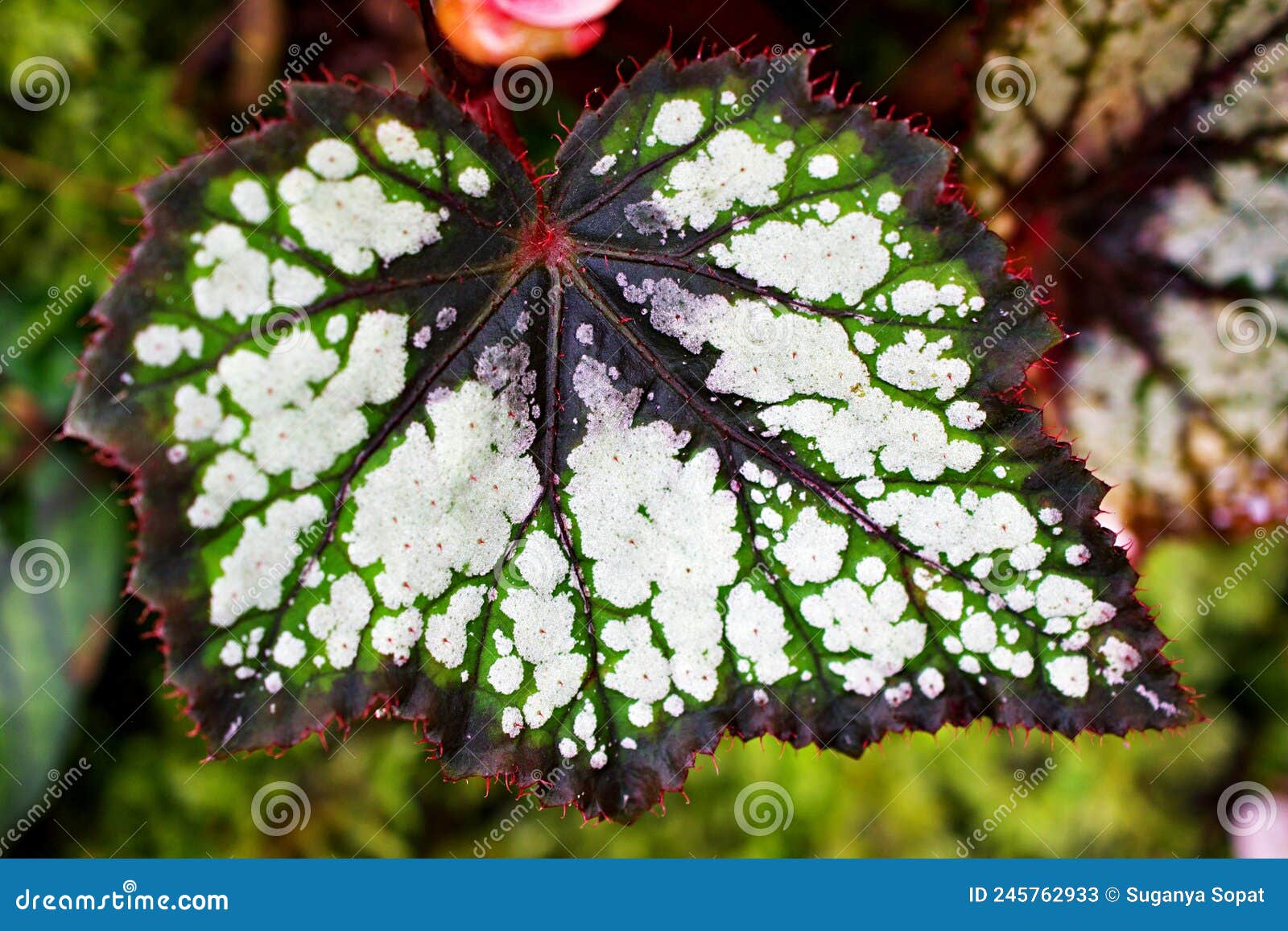 closeup painted-leaf foliage begonia flower plants for leaves background ,fairy begonia rexcultorum ,heuchera micrantha reale pipe