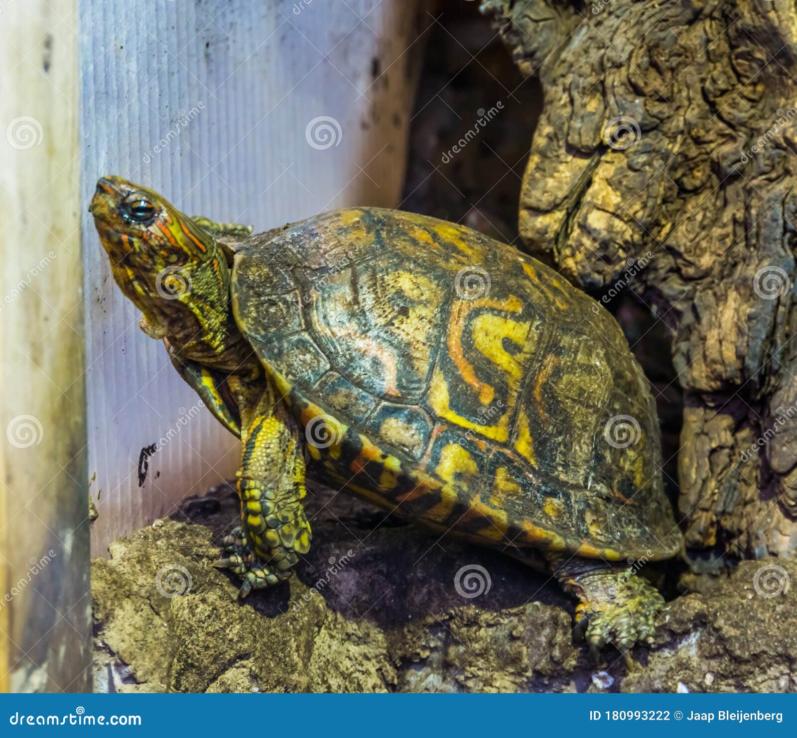 closeup of a painted wood turtle, tropical reptile specie from costa rica