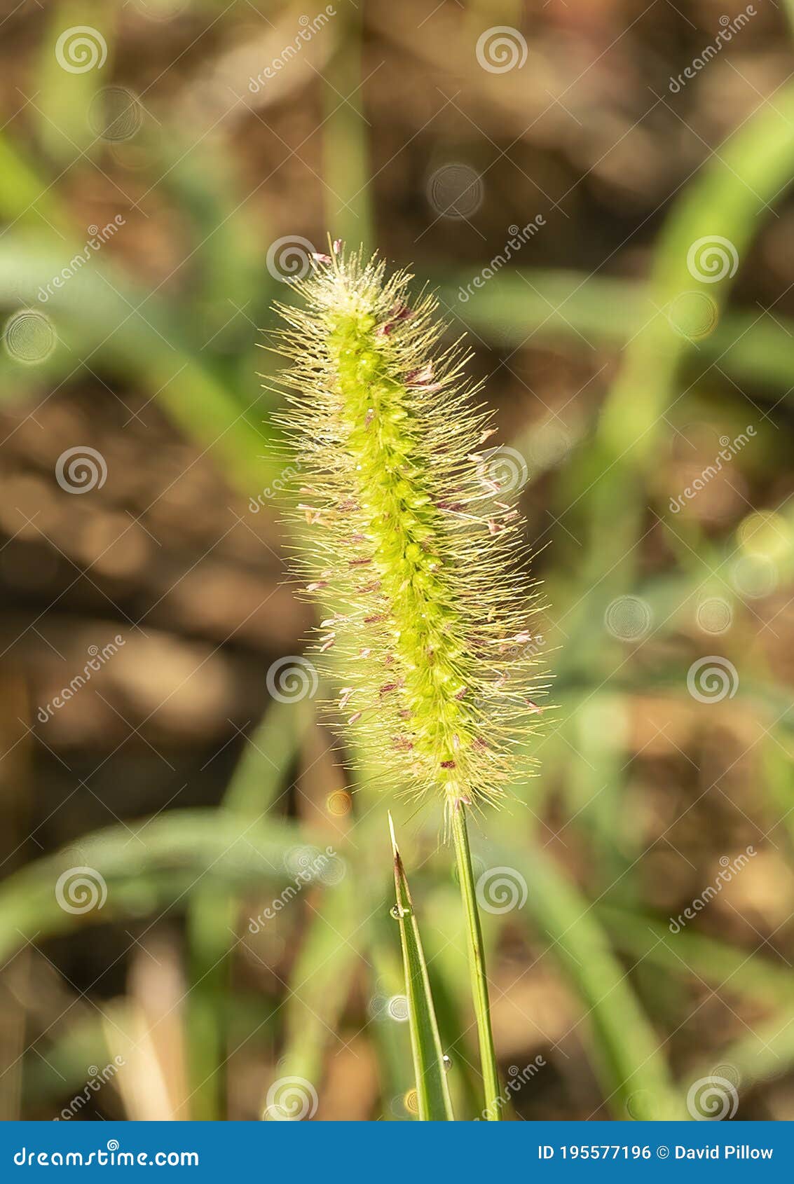 foxtail grass identification