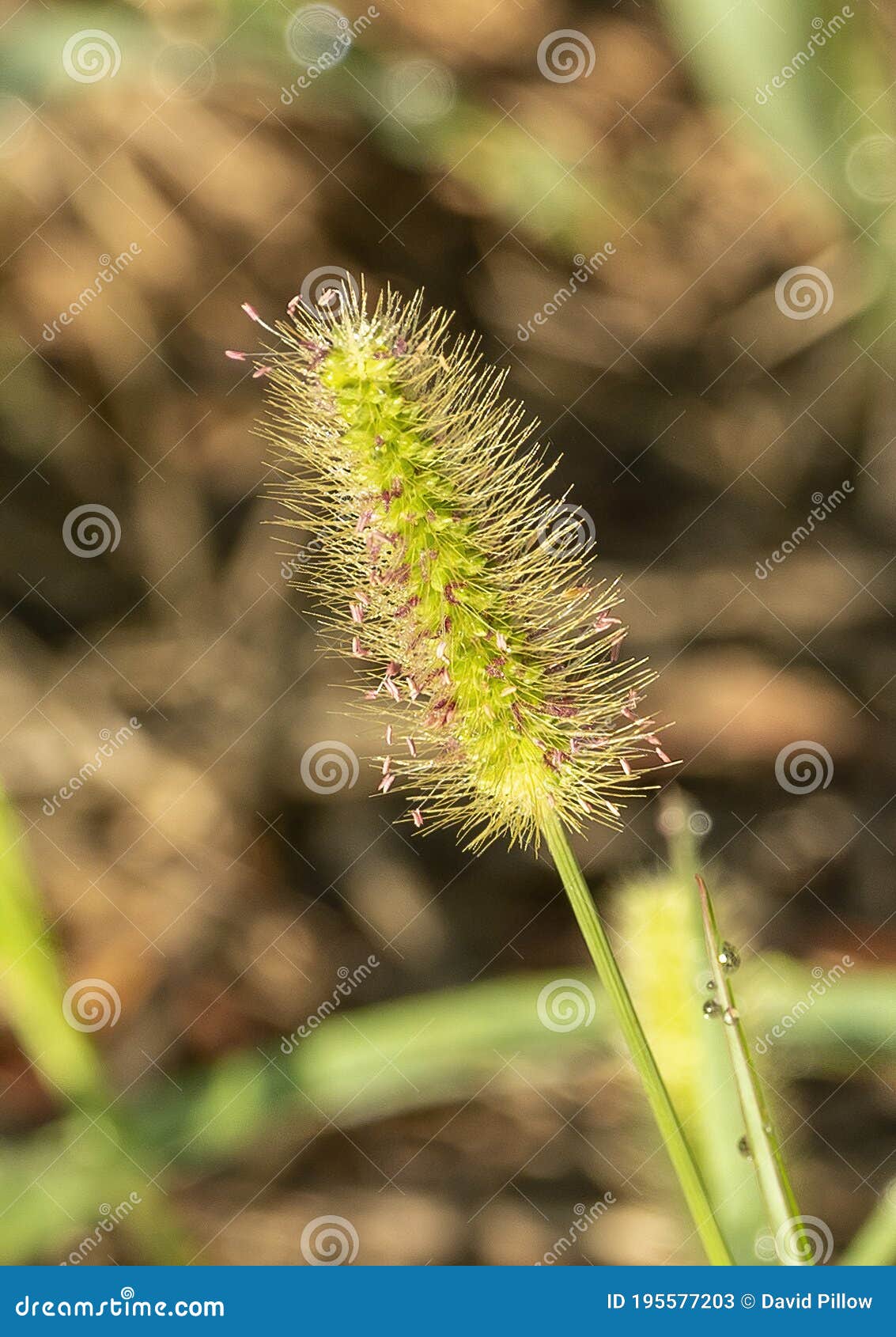 foxtail grass identification