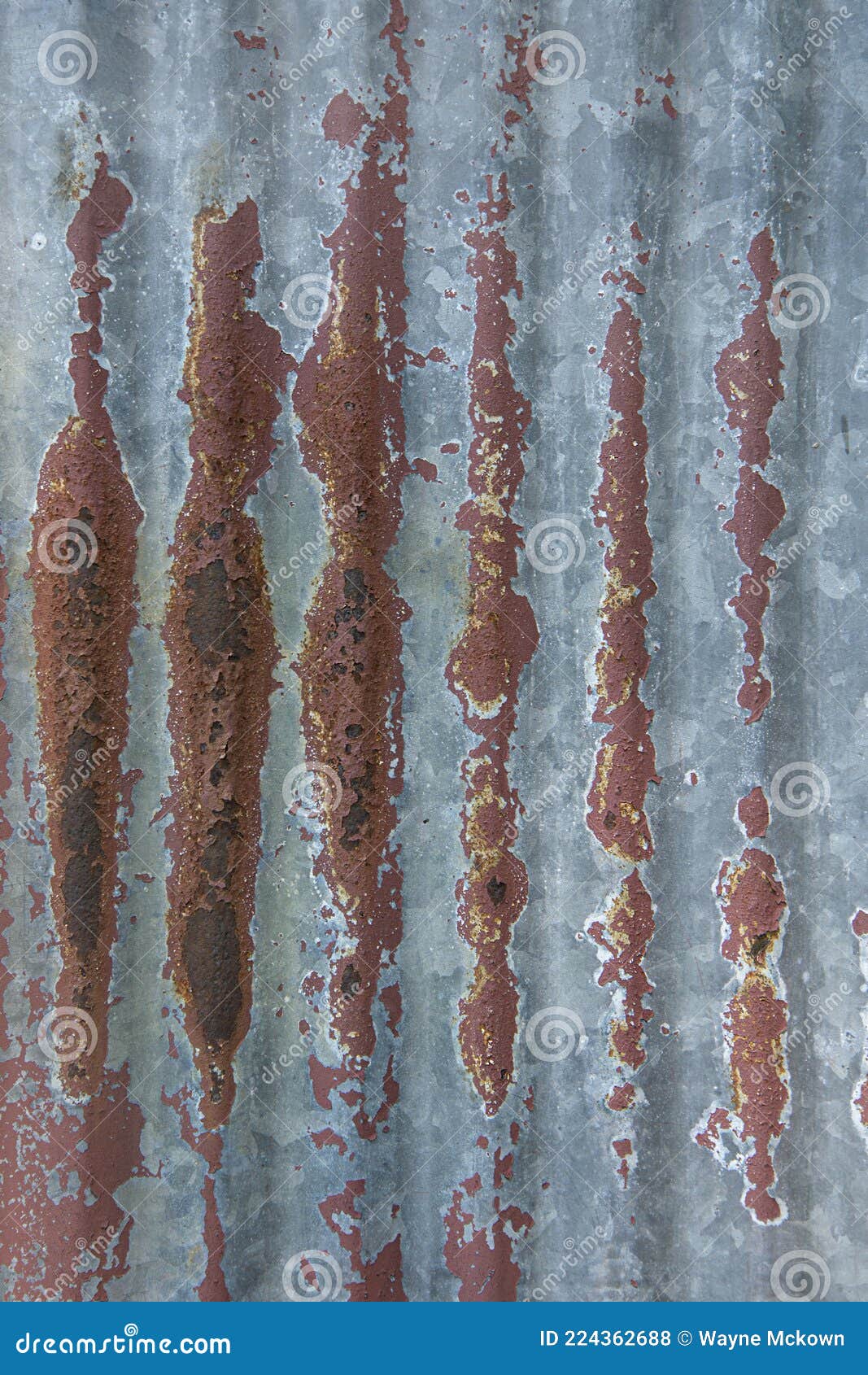 Rusty old barn tin stock photo. Image of chrome, board 224362688