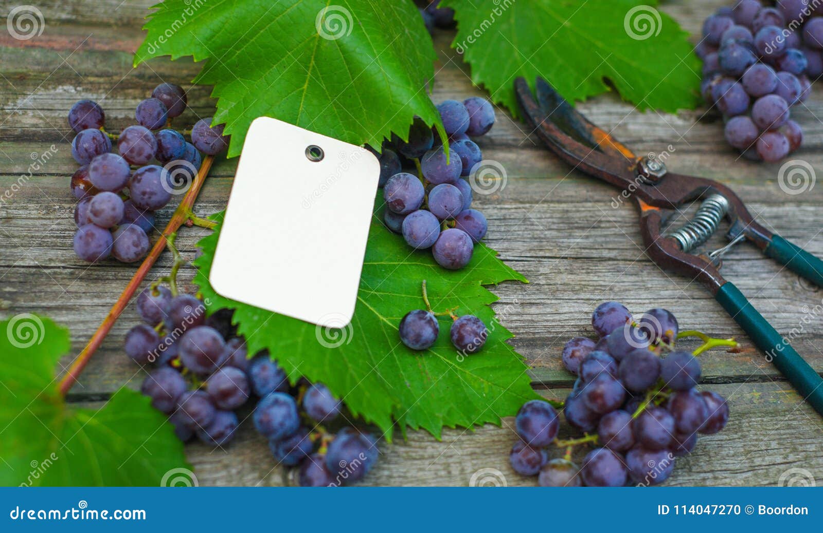 closeup-paper-tag-template-on-grapes-secateurs-with-vine-and-grapes