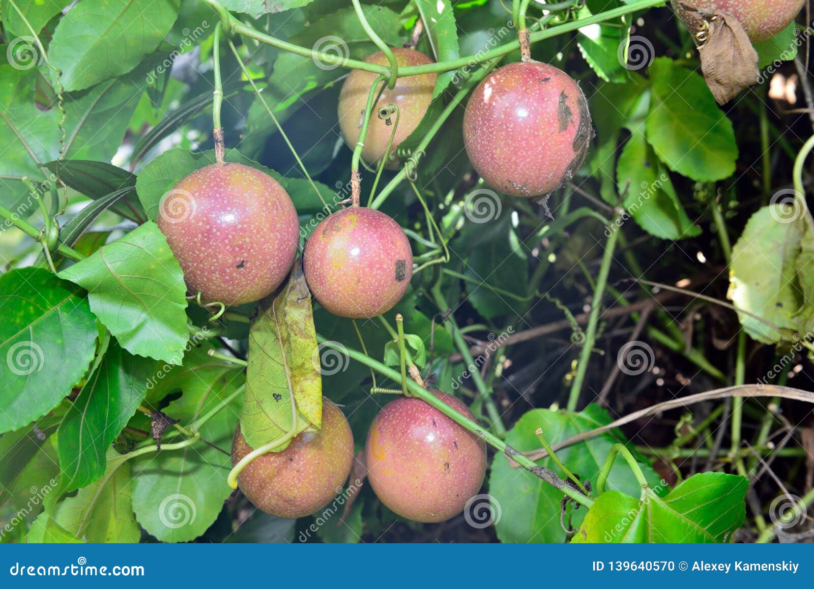 Closeup of Passionfruit Growing in the Wild in Hawaii Stock Photo