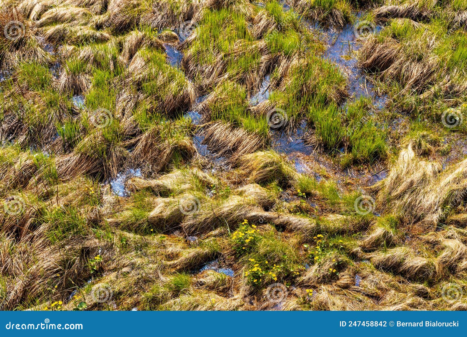 closeup pattern of biebrza river bagno lawka wetlands in spring aside carska droga in podlsasie region of poland