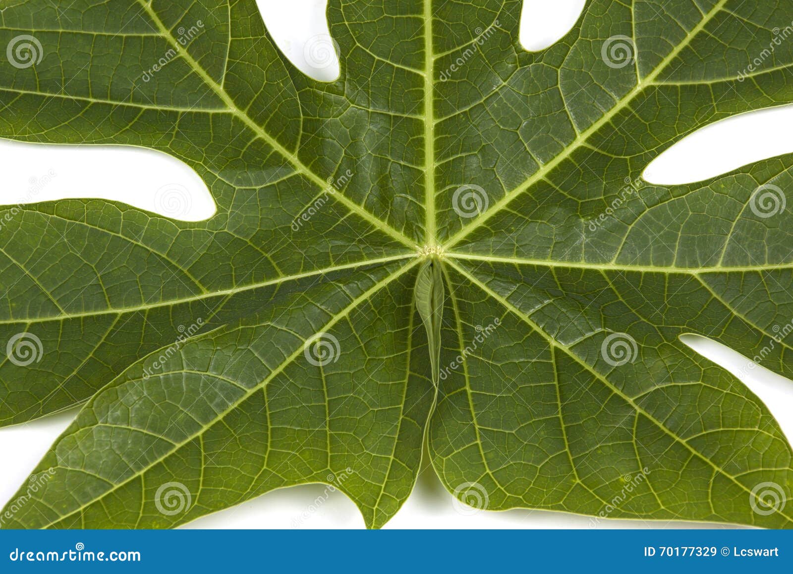 Closeup Pawpaw Tree Leaf Patterns and Textures Stock Image Image of