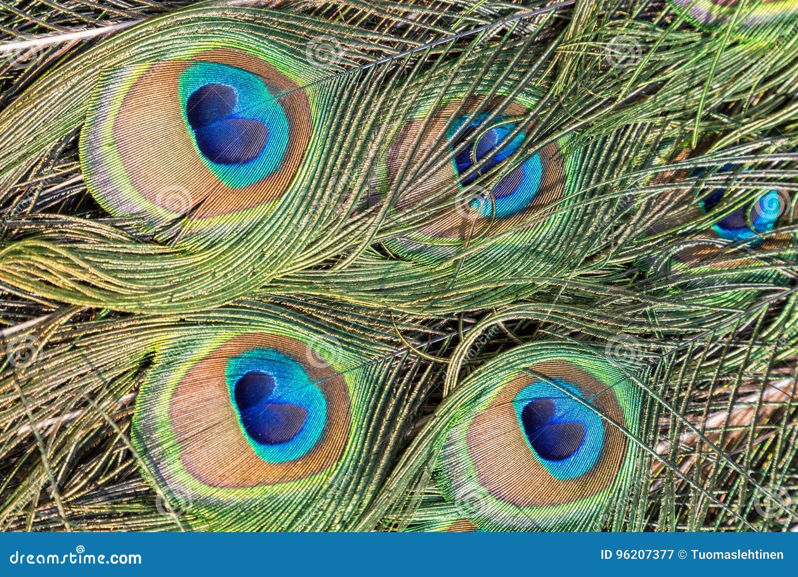 Closeup of Peacock Feathers Stock Image - Image of colorful, pattern ...