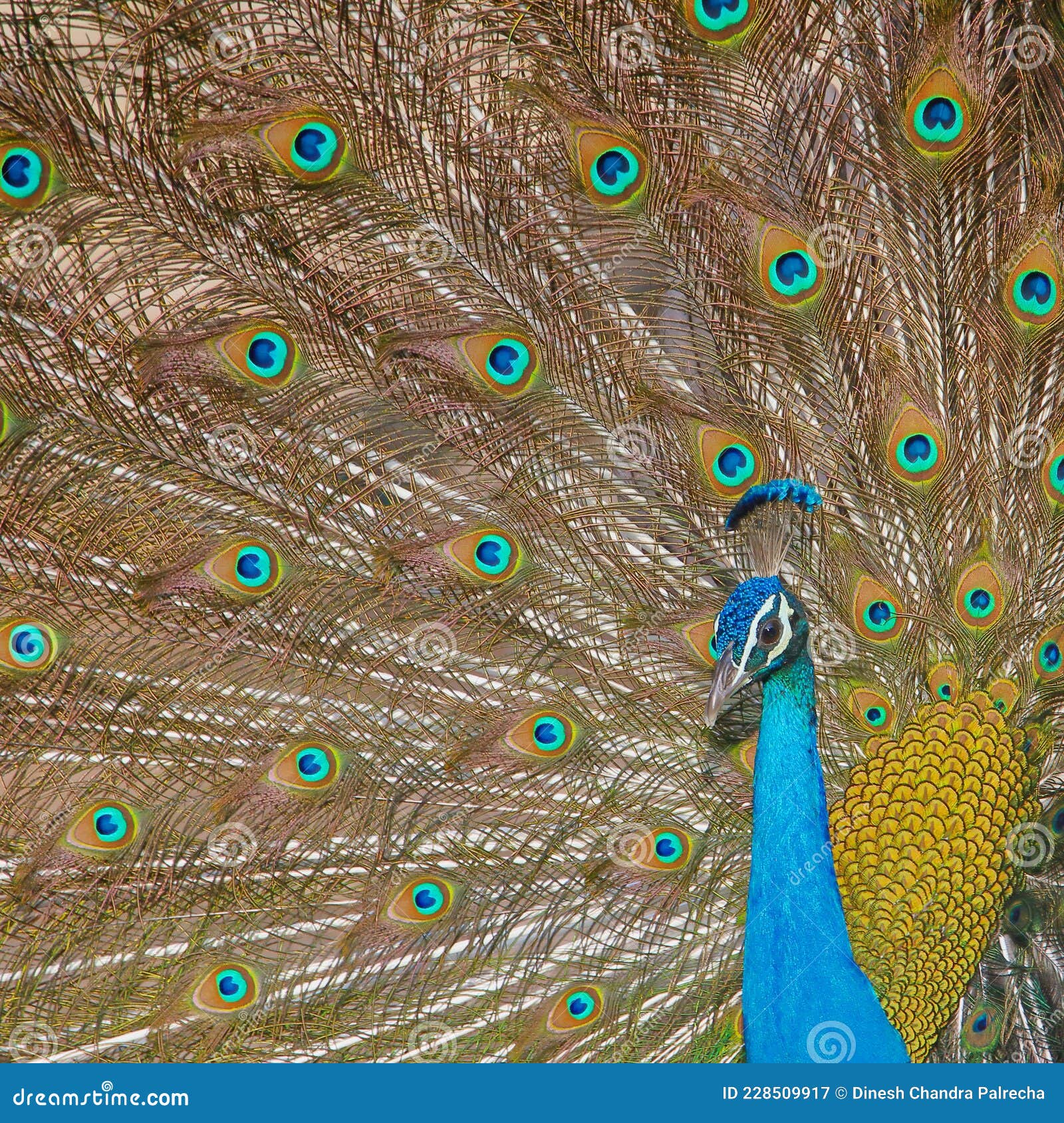 Closeup Peacock India Natural Nature Wallpaper Stock Image - Image of detail, colorful: 228509917 Closeup Peacock India Natural Nature Wallpaper Stock Image - Image of detail, colorful: 228509917