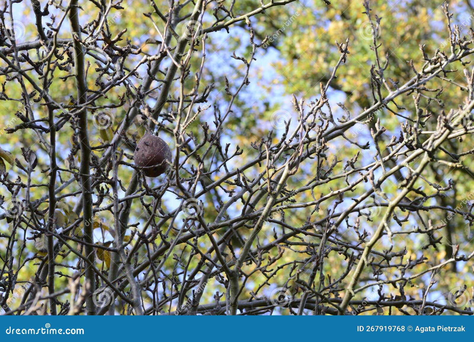fruit mummy on the leavless tree