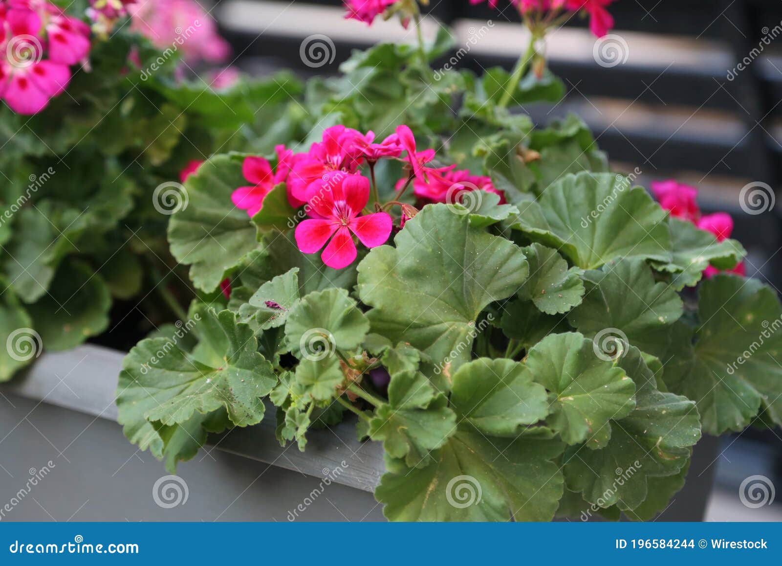 closeup of pelargoniums in a flower box