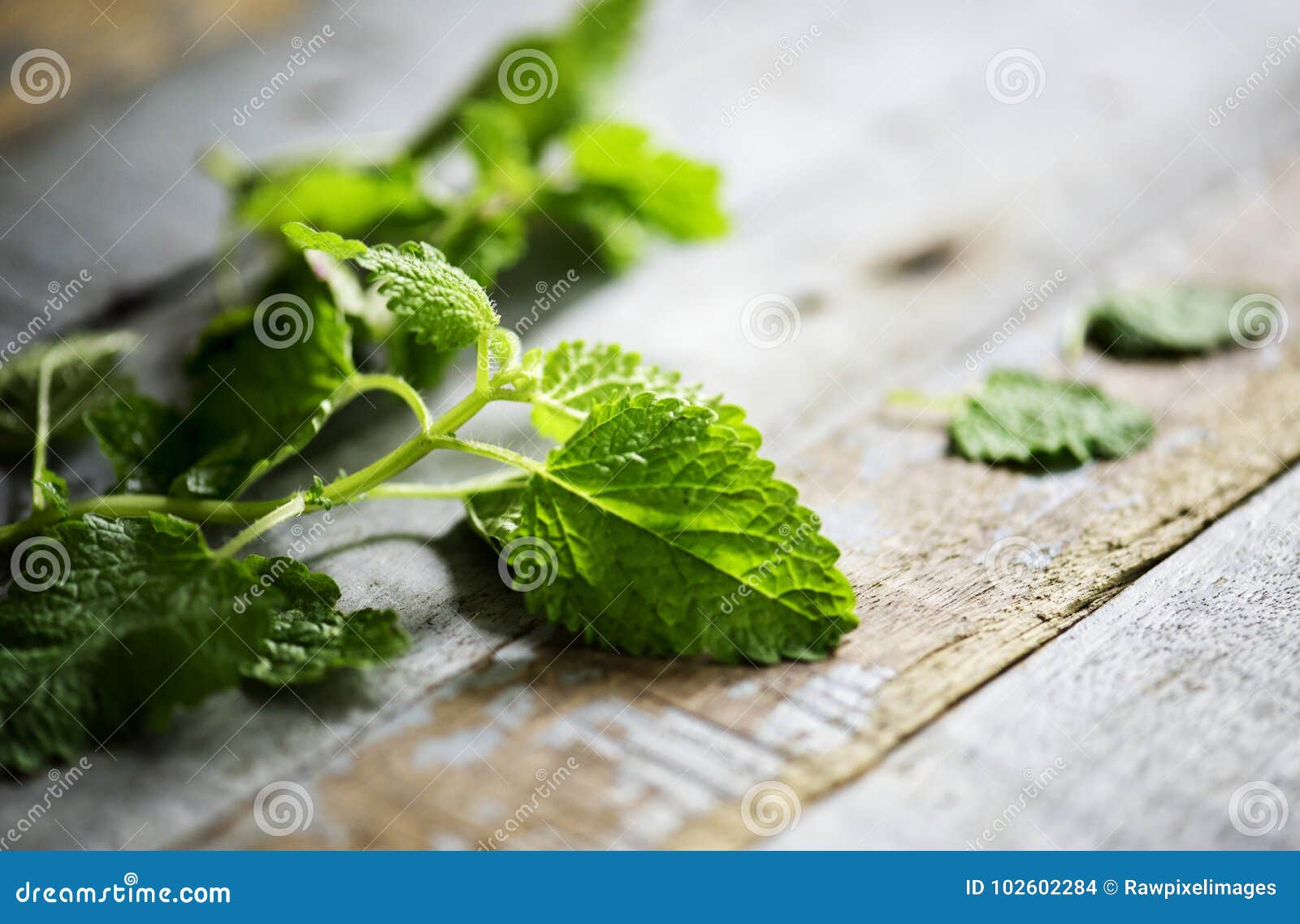 Closeup of Peppermint Leaves Cooking Herb Stock Photo Image of mint