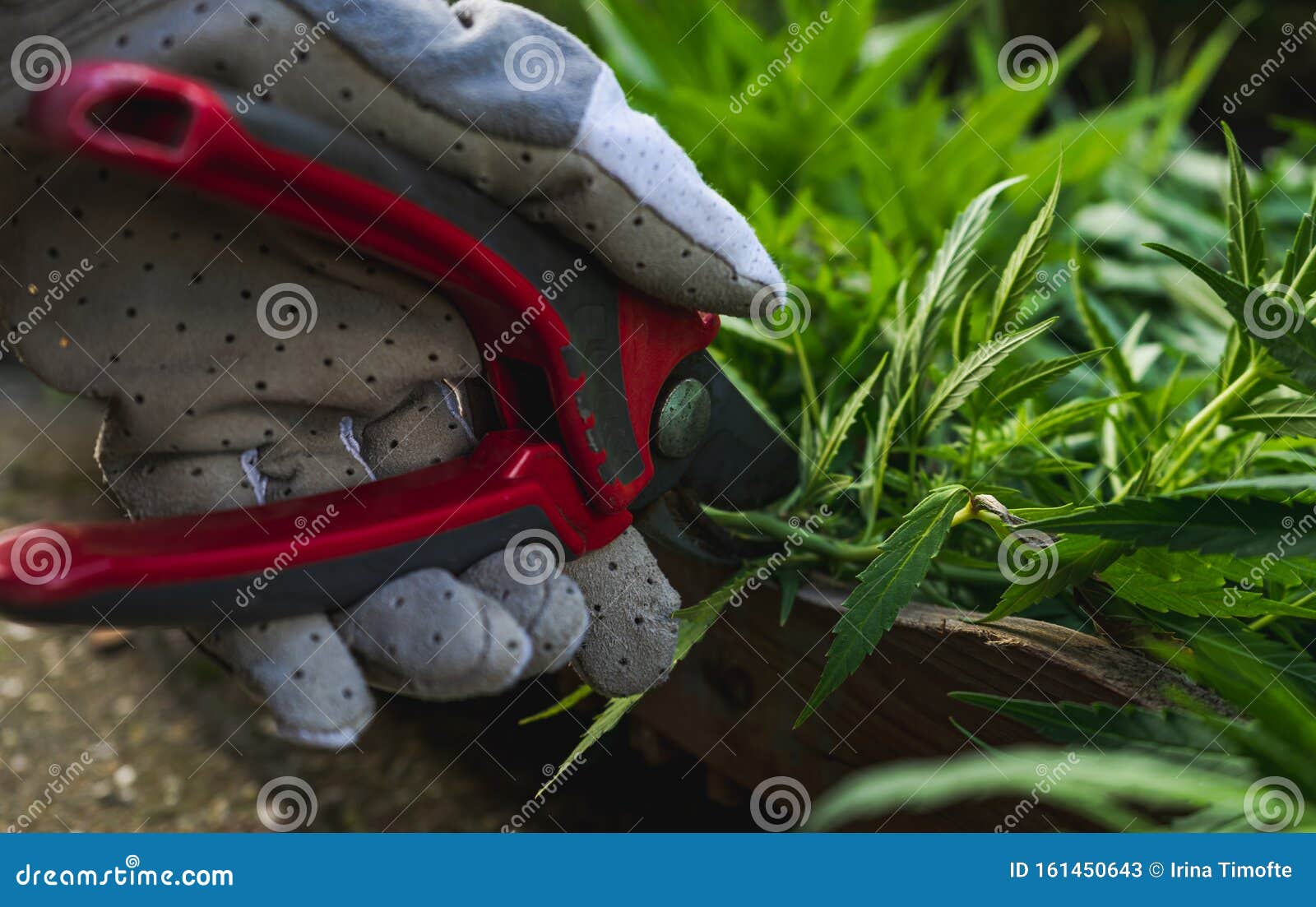 Closeup on Person`s Hand Using Pruning Shears on Cannabis Harvest Stock