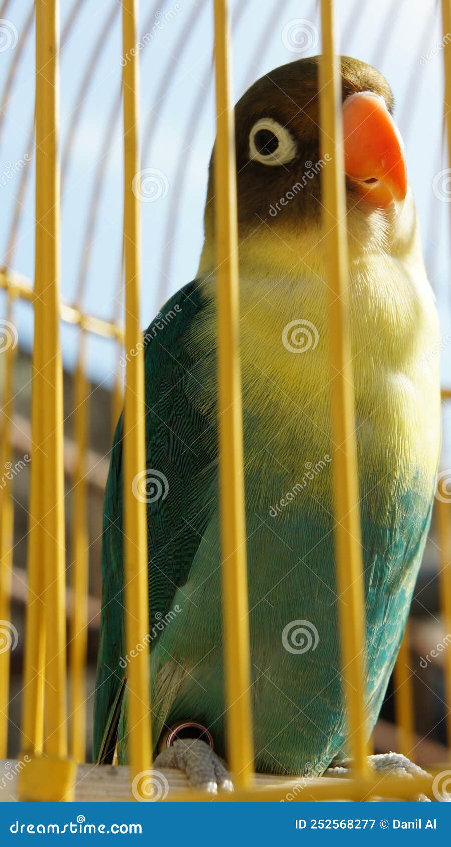 Closeup of a Pet Love Bird in a Yellow Cage Stock Image Image of love