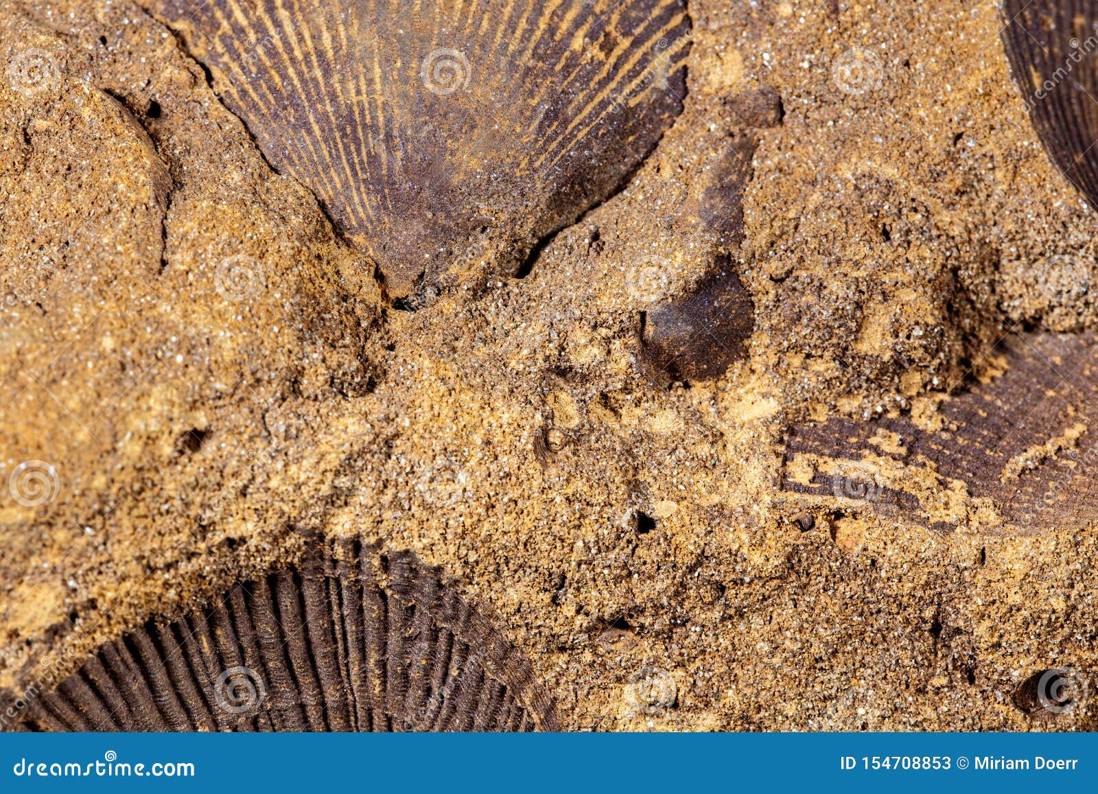 closeup of petrified shell fossils into sand stone
