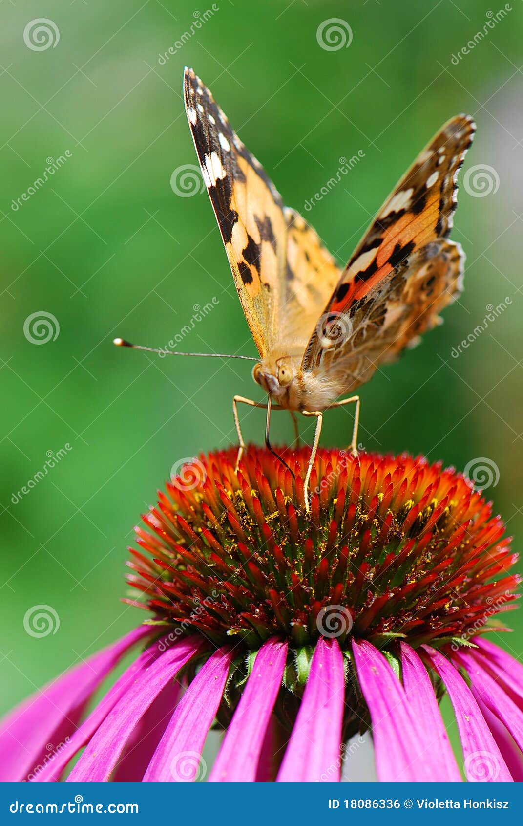 a closeup photo of a butterfly (venessa cardui)