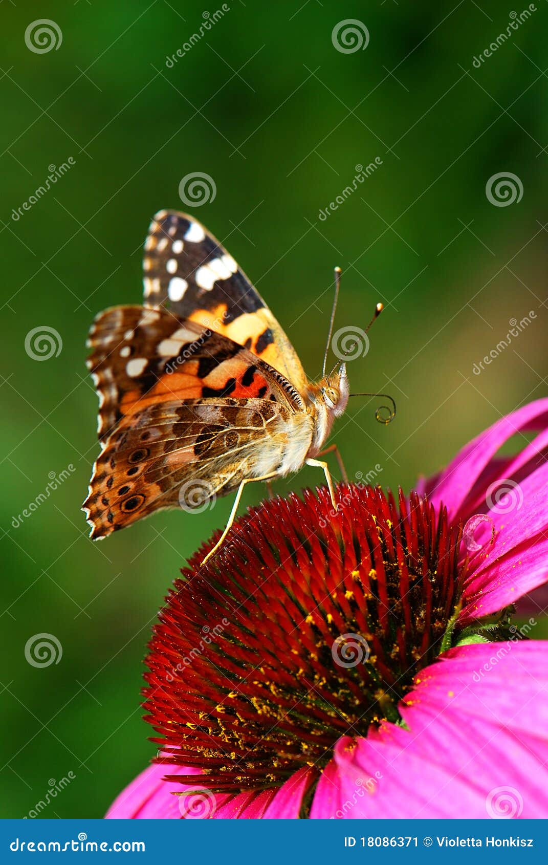 a closeup photo of a butterfly (venessa cardui)
