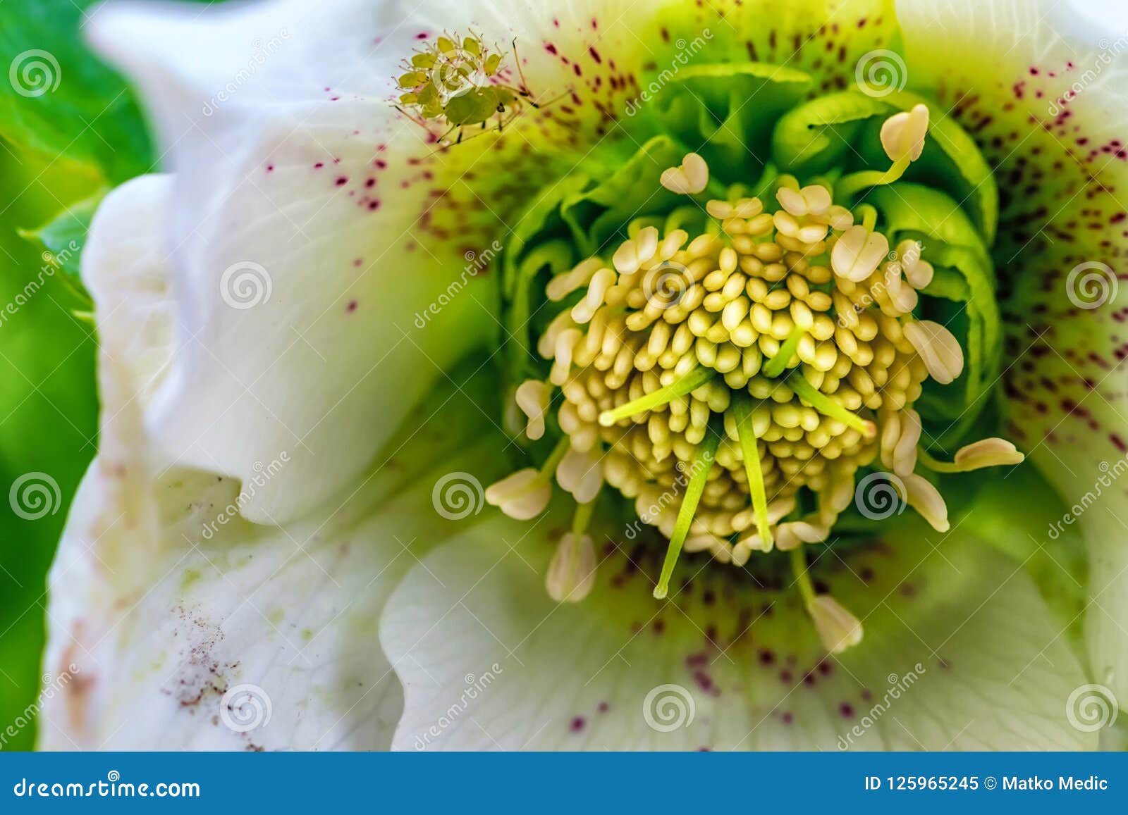 closeup photo of flower stamen and pistils
