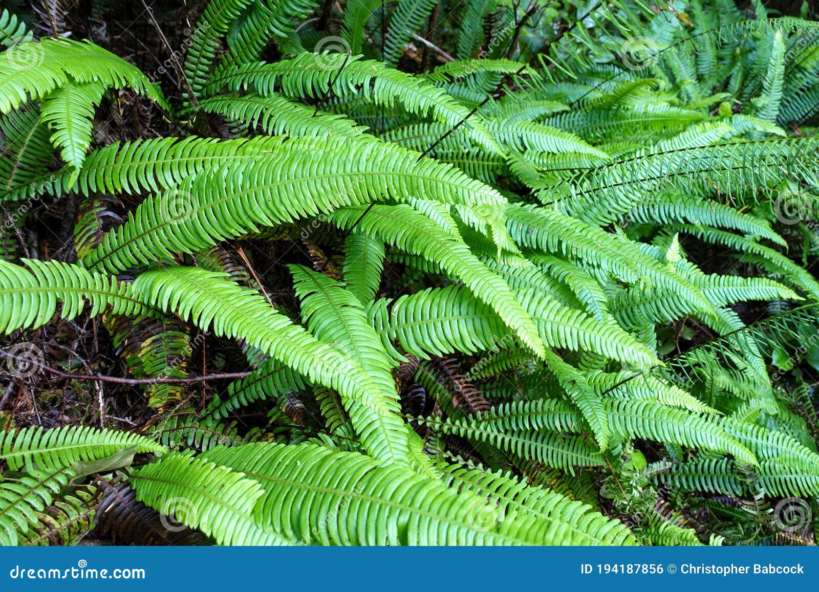 a closeup photo of fresh green ferns, or lady ferns or athyrium filix-femina