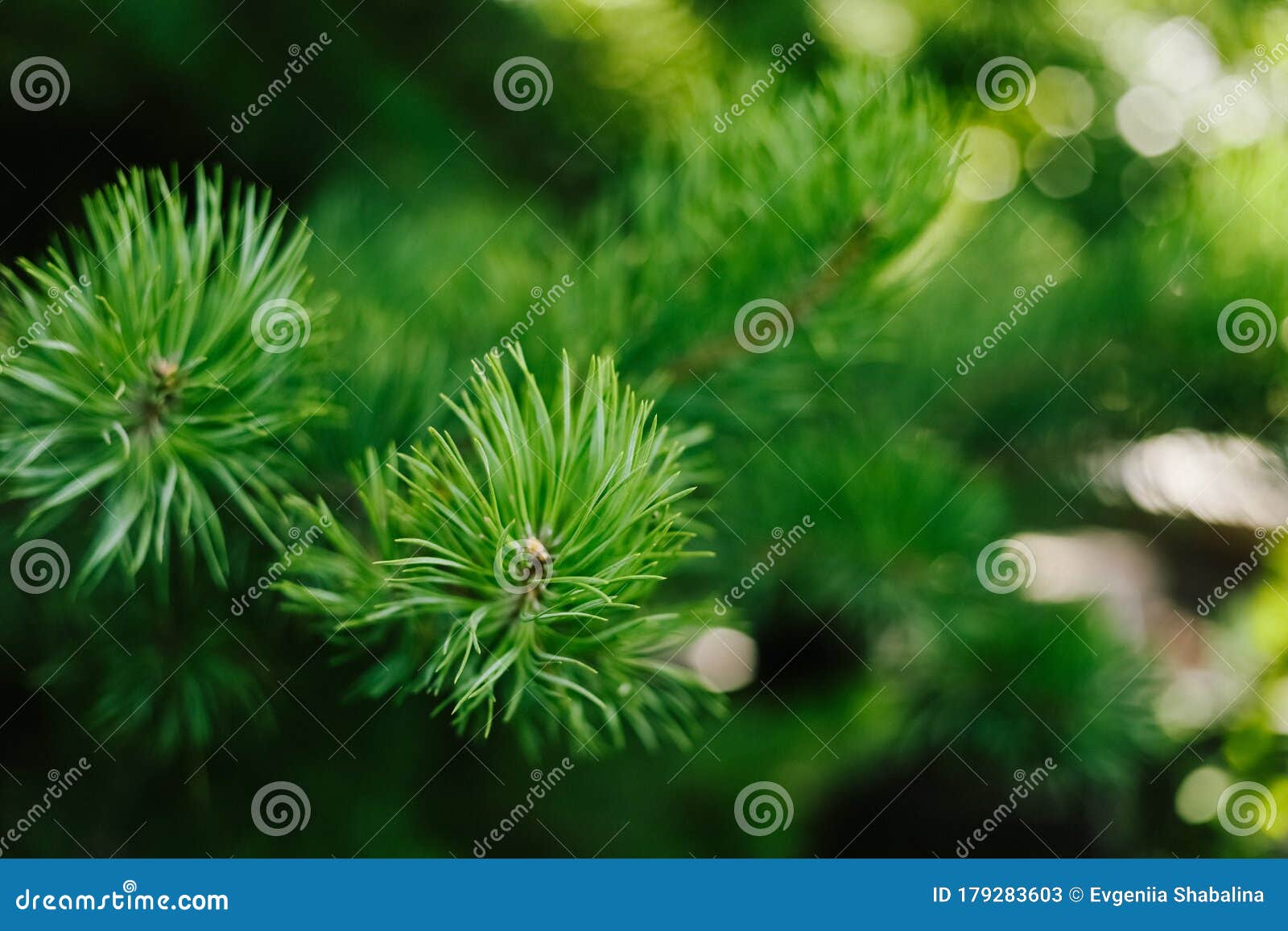 Closeup Photo Of Green Needle Pine Tree. Blurred Pine Needles In