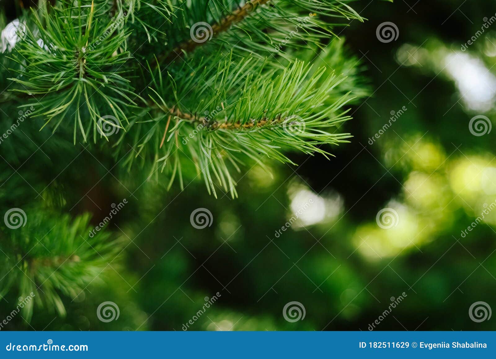 Closeup Photo Of Green Needle Pine Tree. Blurred Pine Needles In