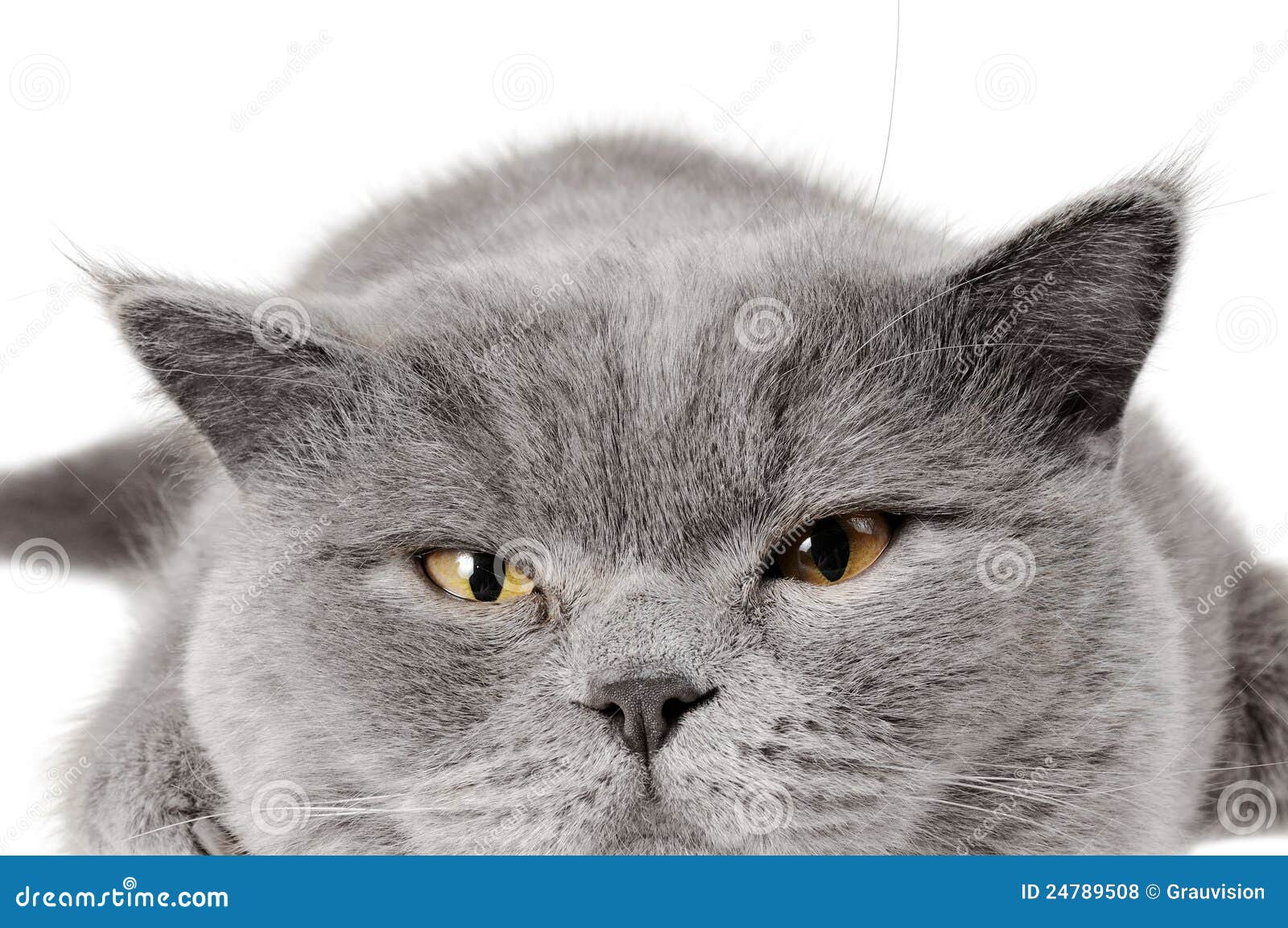 Closeup Photo of a Quiet British Cat Stock Photo Image of isolated