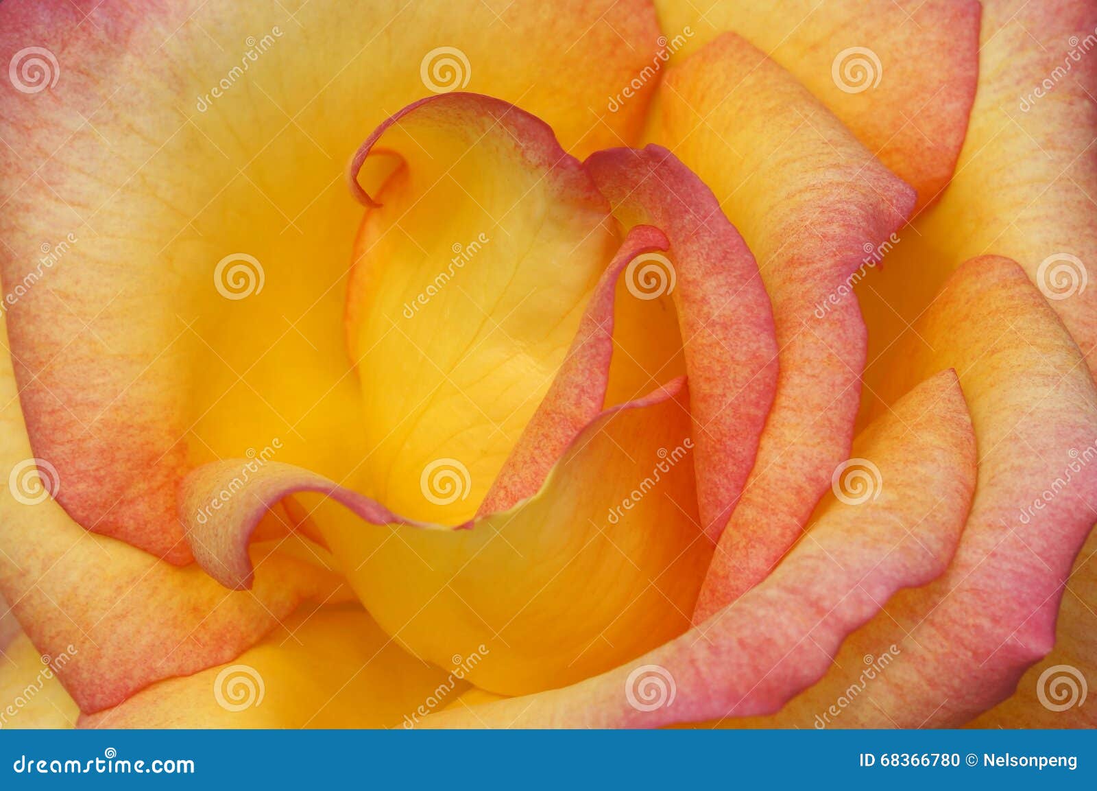 closeup photo of rose flower