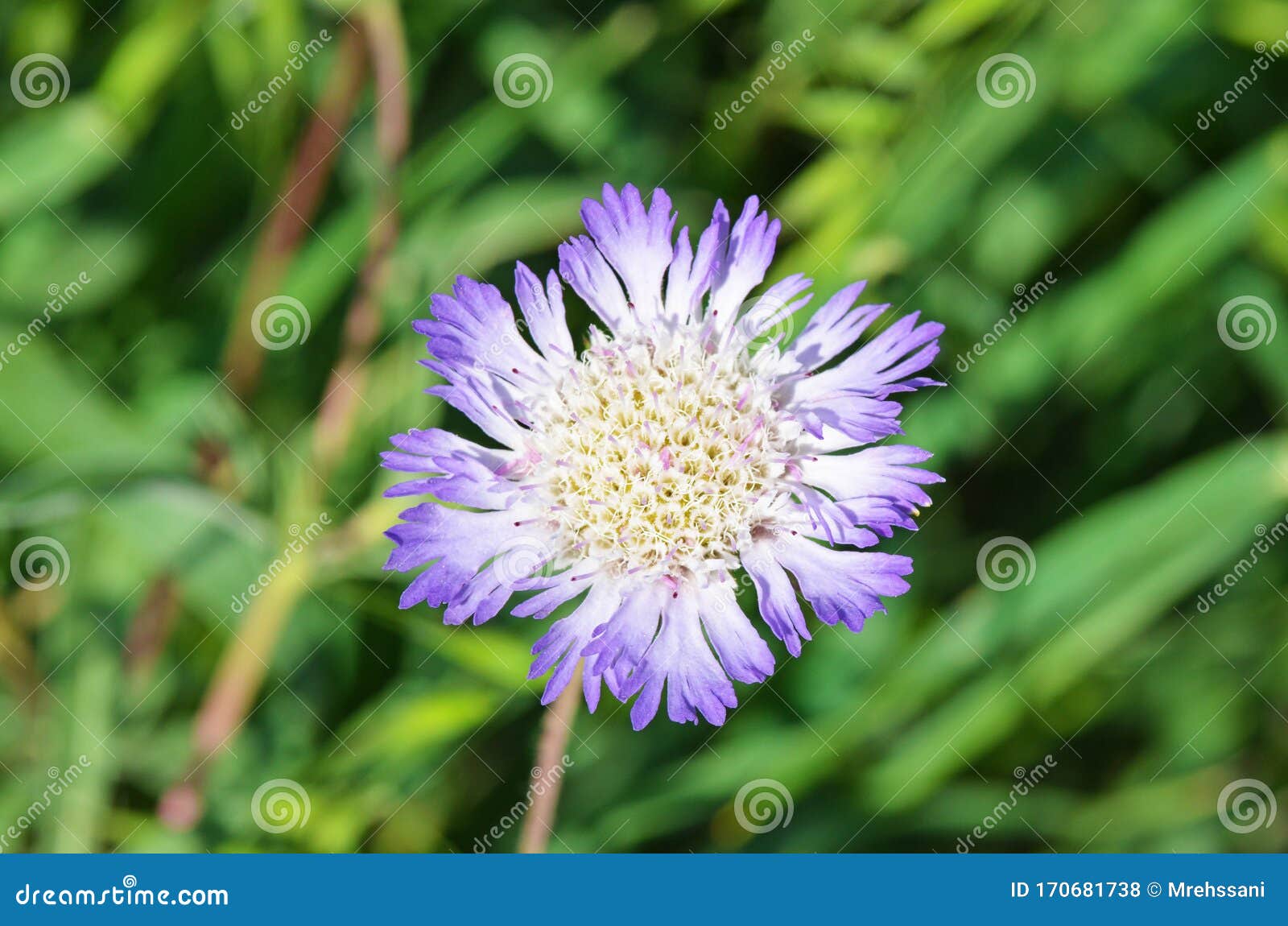 scabiosa calocephala flower , flora of iran