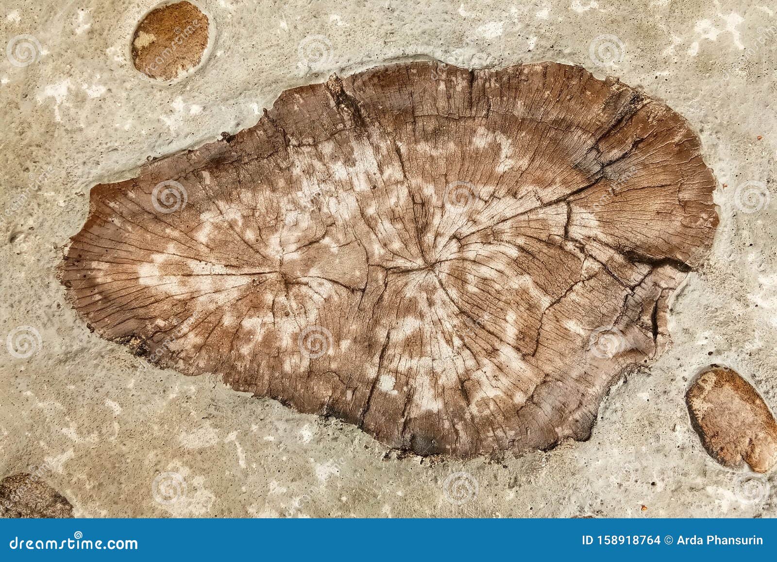 Closeup Photo Of Wood Slice Pathway Stock Photo Image Of Floor