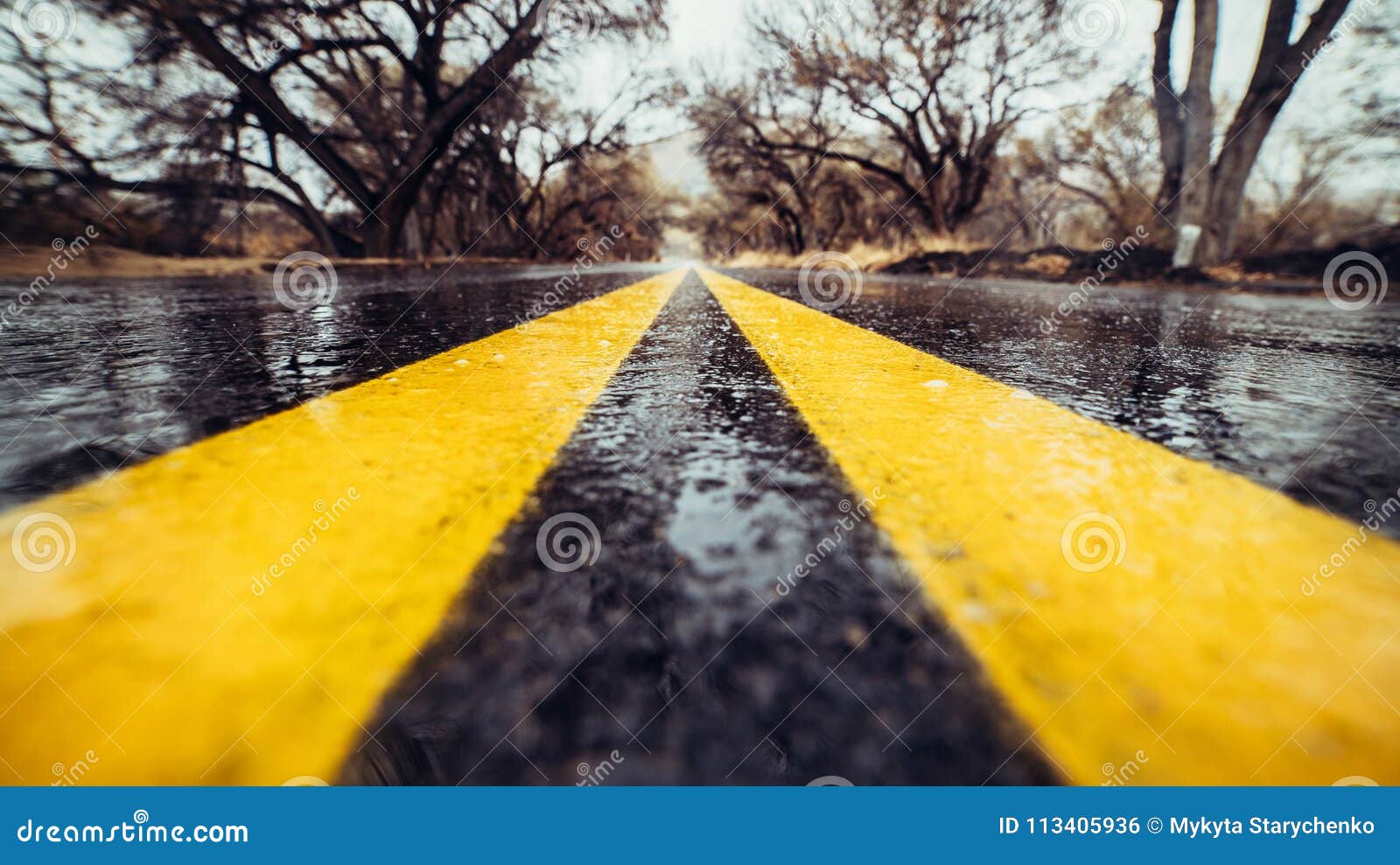 closeup photo of yellow marking lane on wet asphalt road in forest.