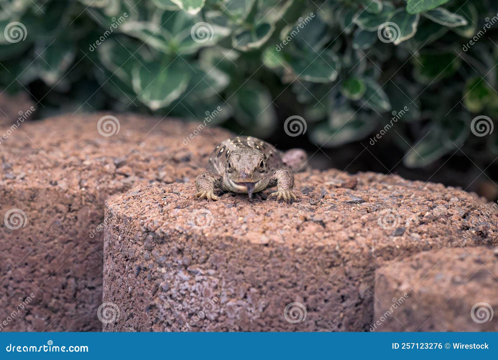 Closeup of a Phrynocephalus Crawling on a Stone Surface Stock Photo
