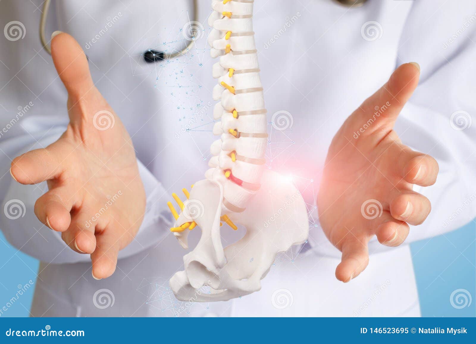 an artificial spine model with pelvis unit between doctor hands