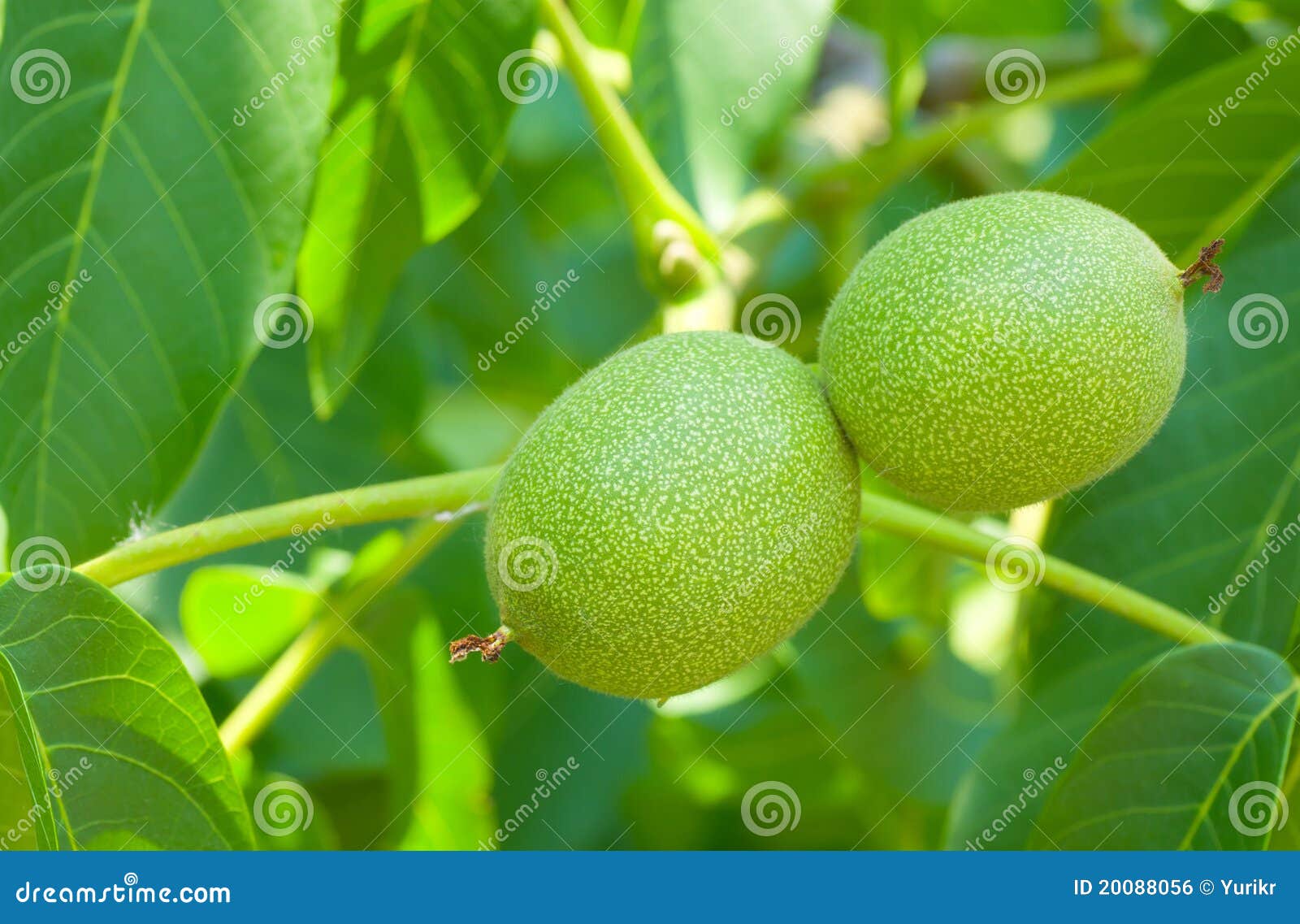 Closeup Picture of Unripe Walnuts Stock Photo Image of fruit, harvest