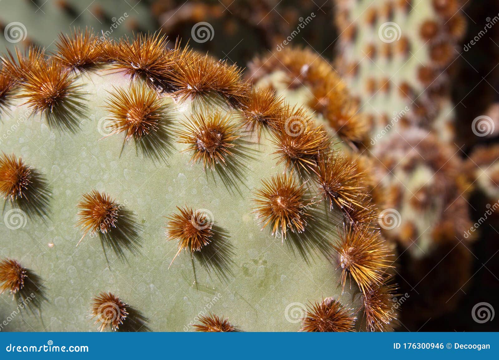 cowboy whiskers cactus from desert museum