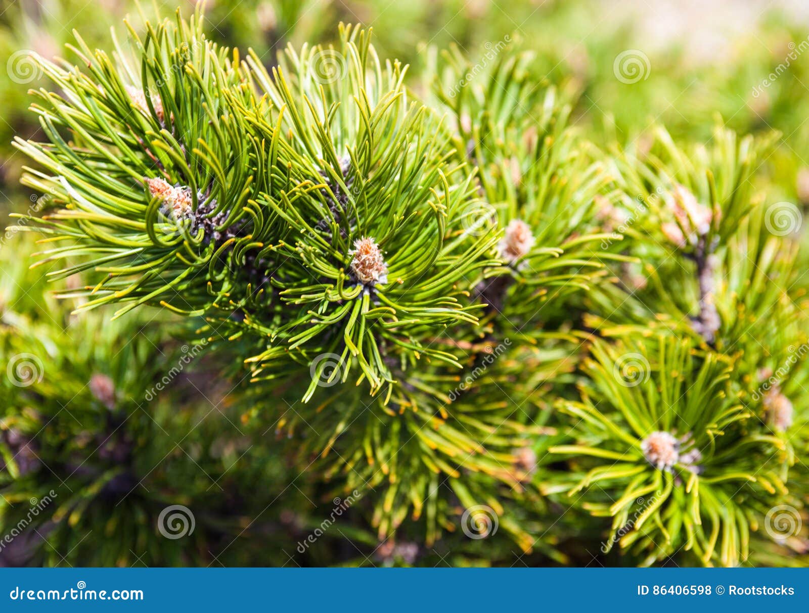 Closeup of the Pine Buds and Needles Stock Photo Image of pinaceous