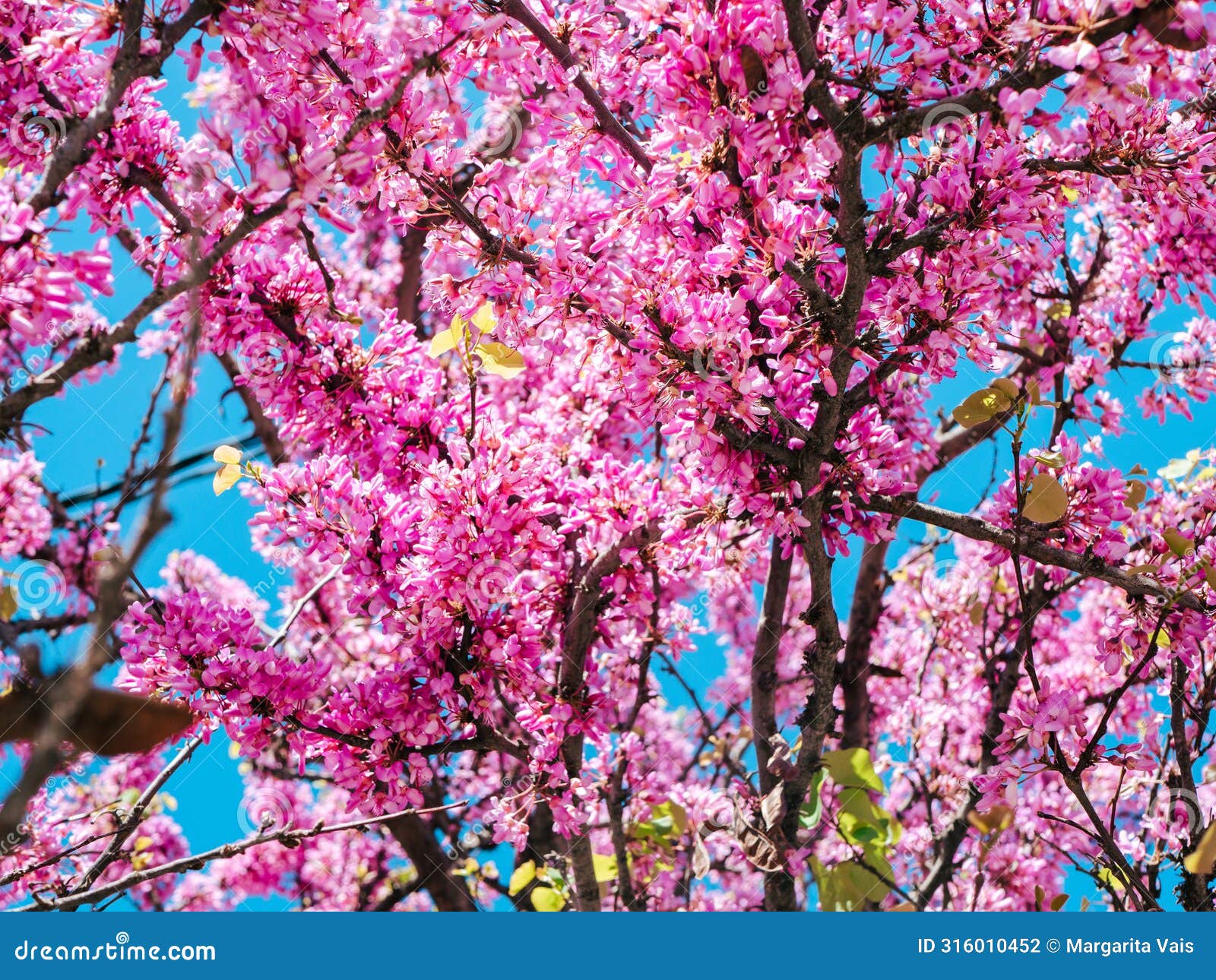 closeup pink blooming redbud flowers (cercis siliquastrum) on a tree in spring