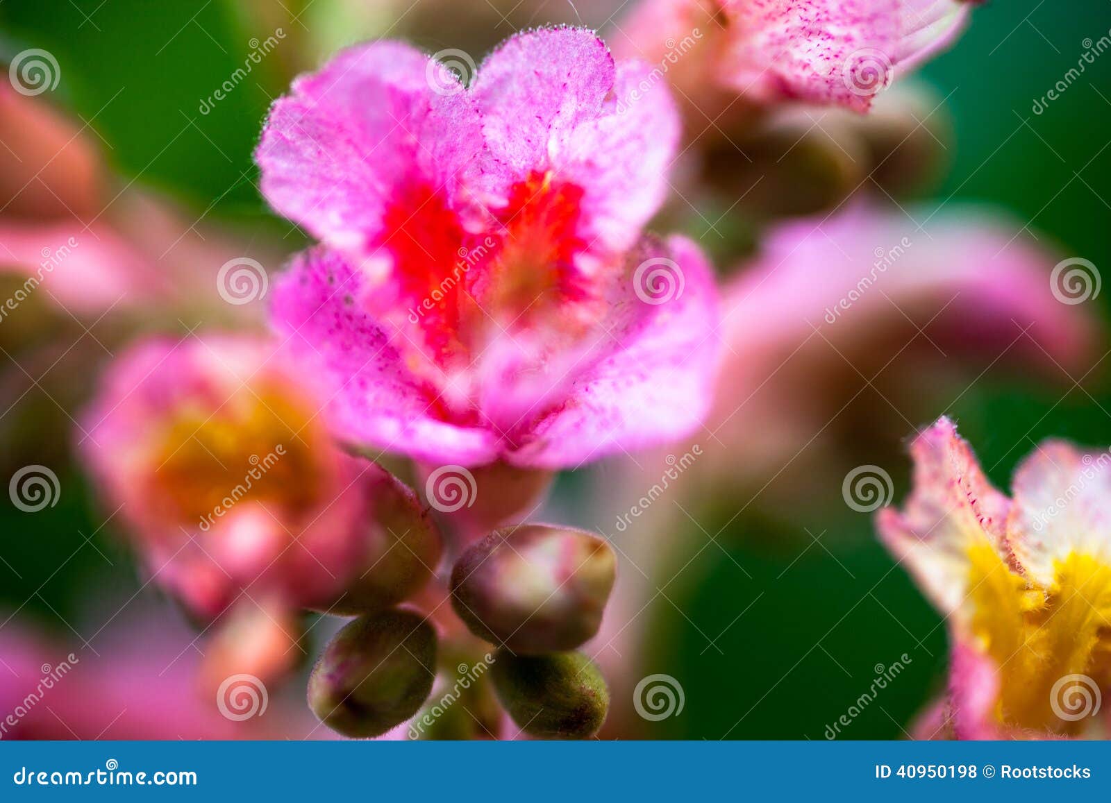 Closeup of Pink Flowers of the Horsechestnut Tree Stock Photo Image