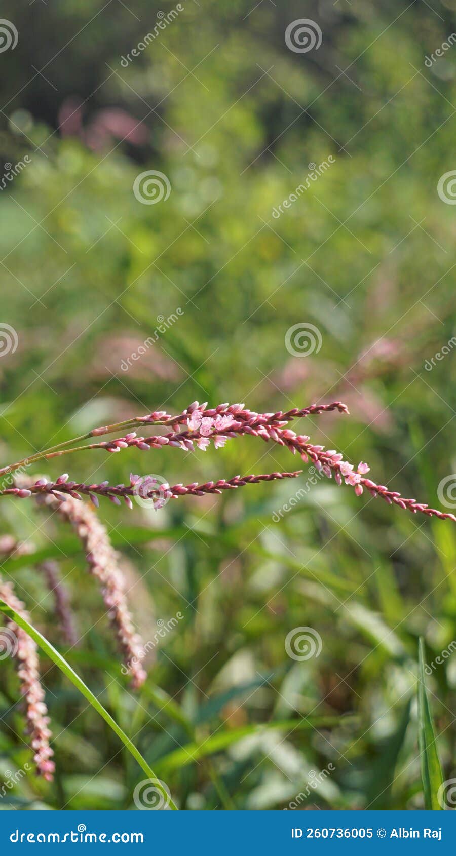 closeup of pink flowers of persicaria hydropiper, polygonum hydropiper also known as water pepper, marshpepper knotweed,
