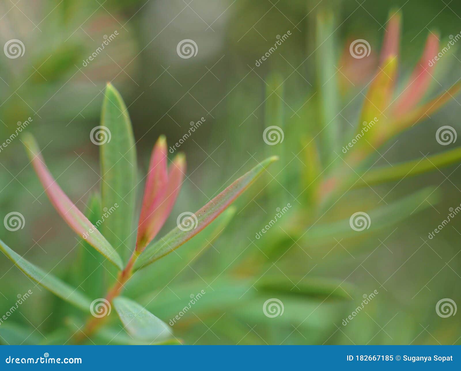 closeup pink leaf of ellwood`s gold tree  with soft focus and blurred  for background ,nature background