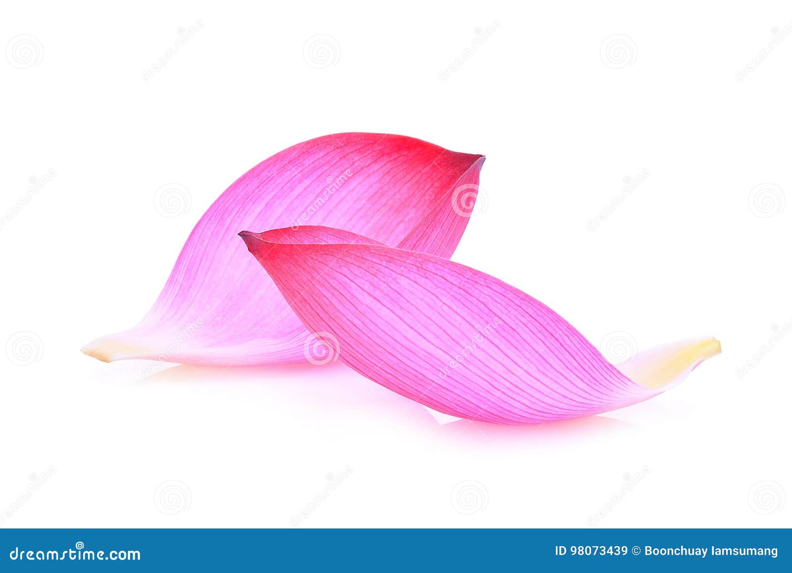 closeup of pink lotus petal  on white